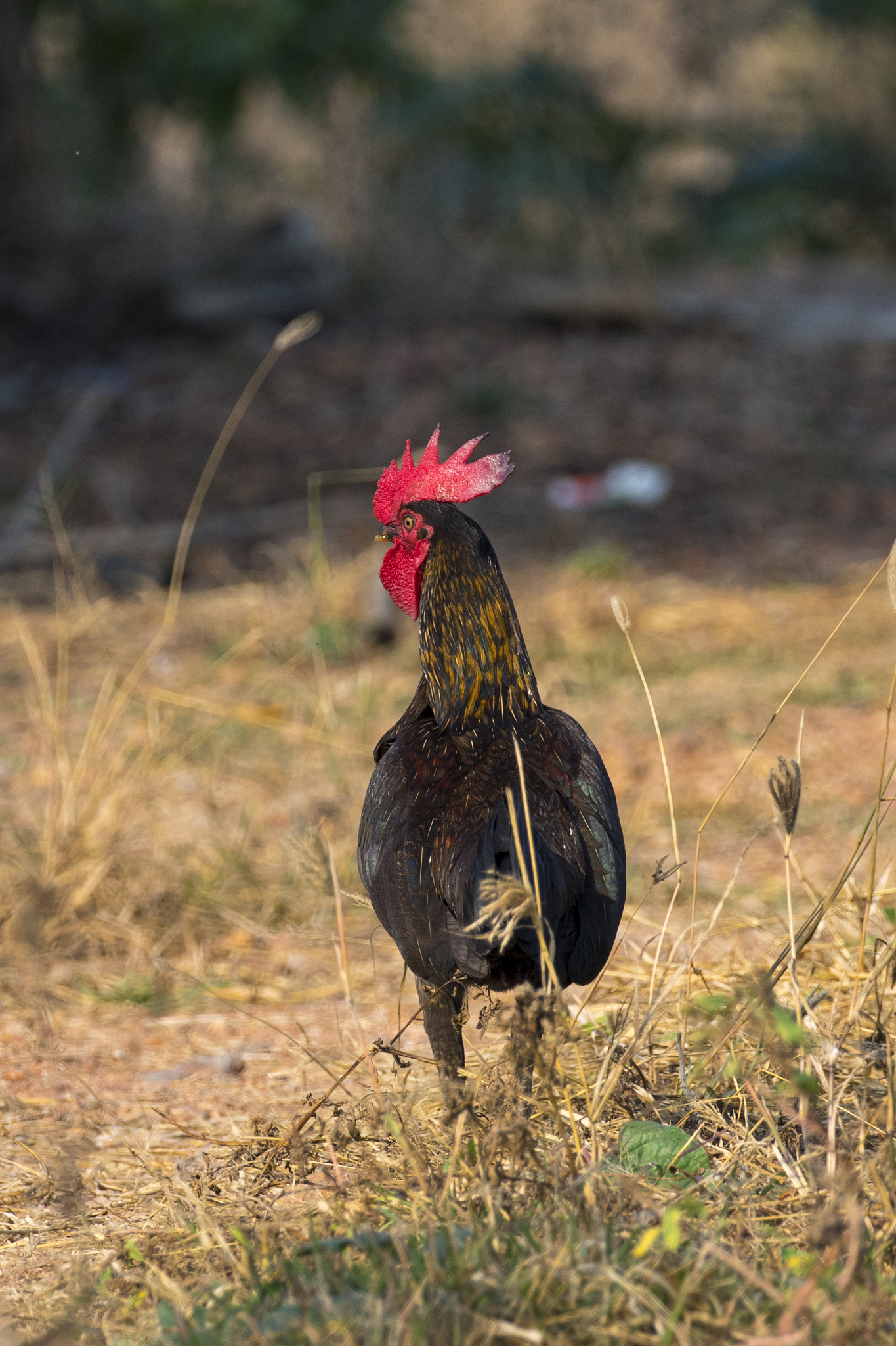 image of chicken on nature background. farm animals.