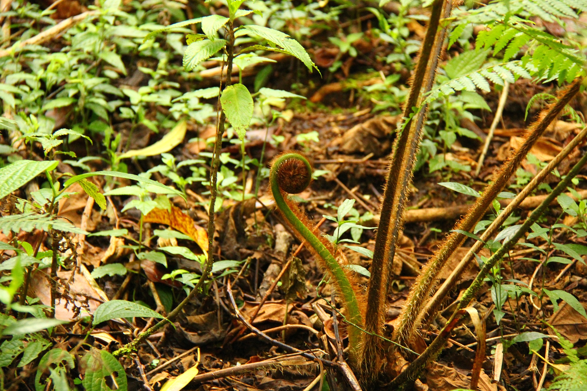韶关森林公园有蕨菜摘吗？哪里可以采摘蕨菜？