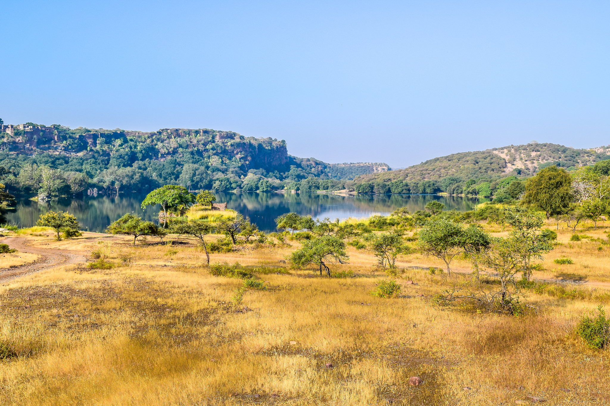 inside view of ranthambore national park, india asia. as per tou