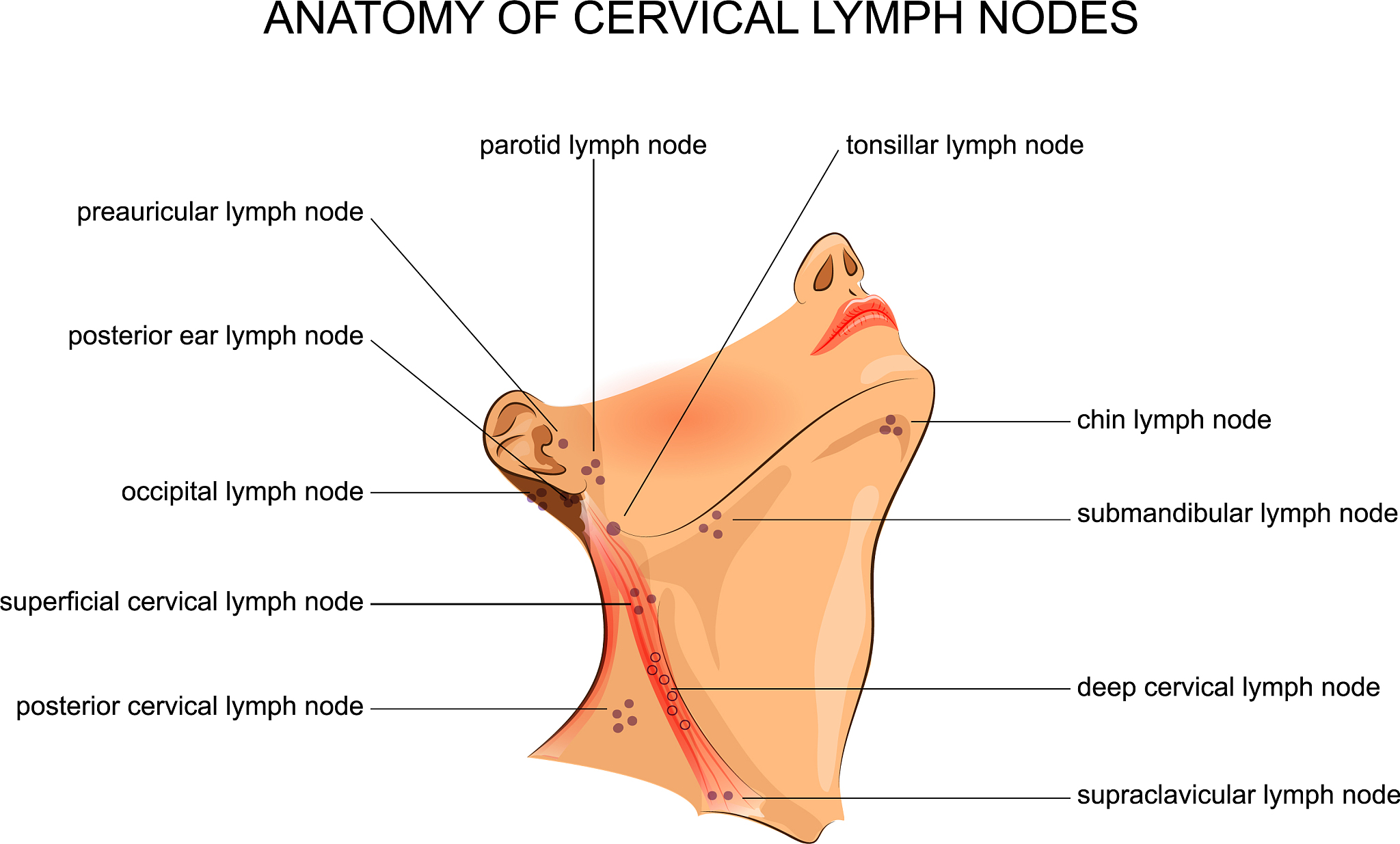 颈部 VII 区淋巴结下界：锁骨上淋巴结