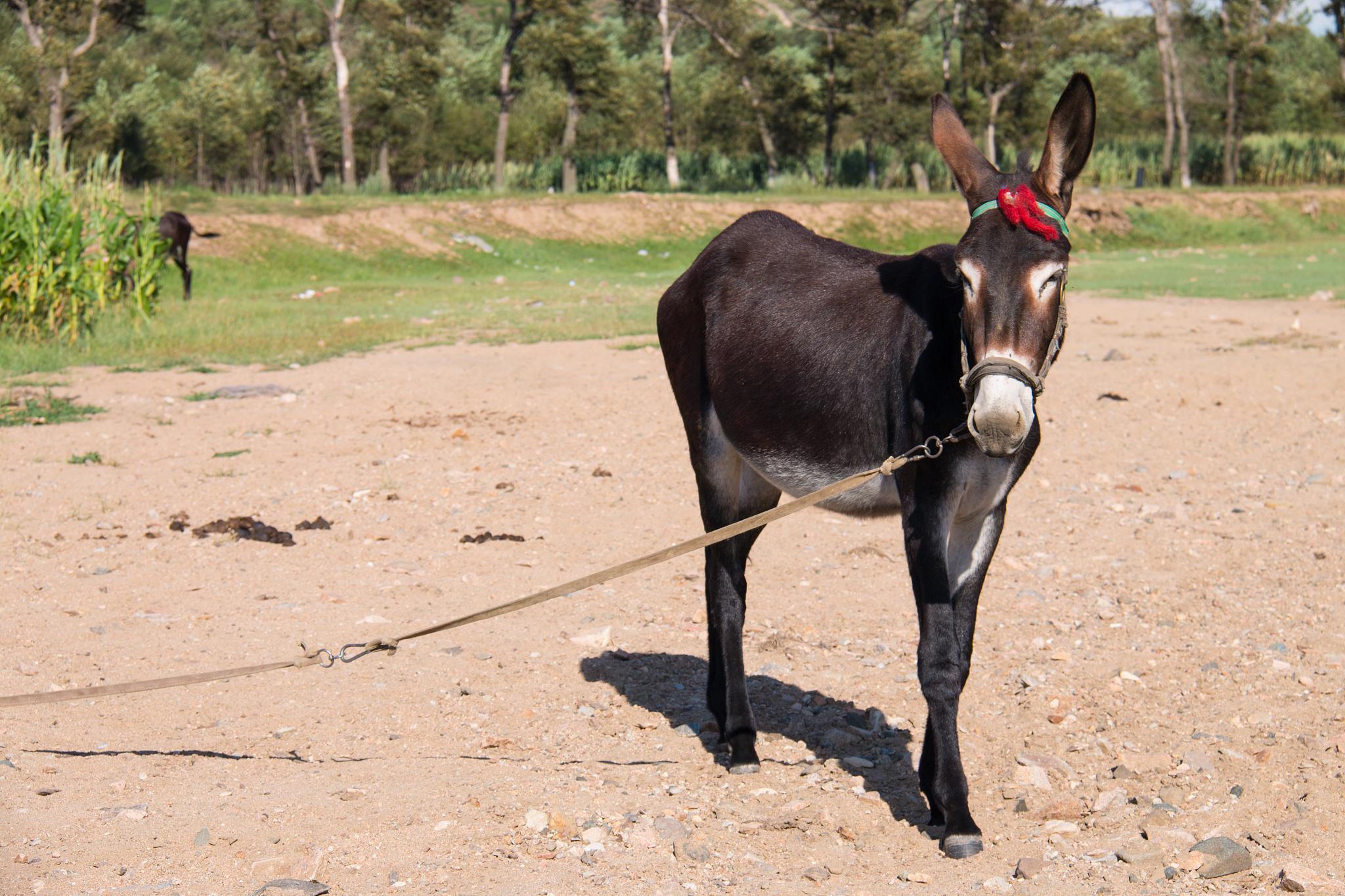 donkey