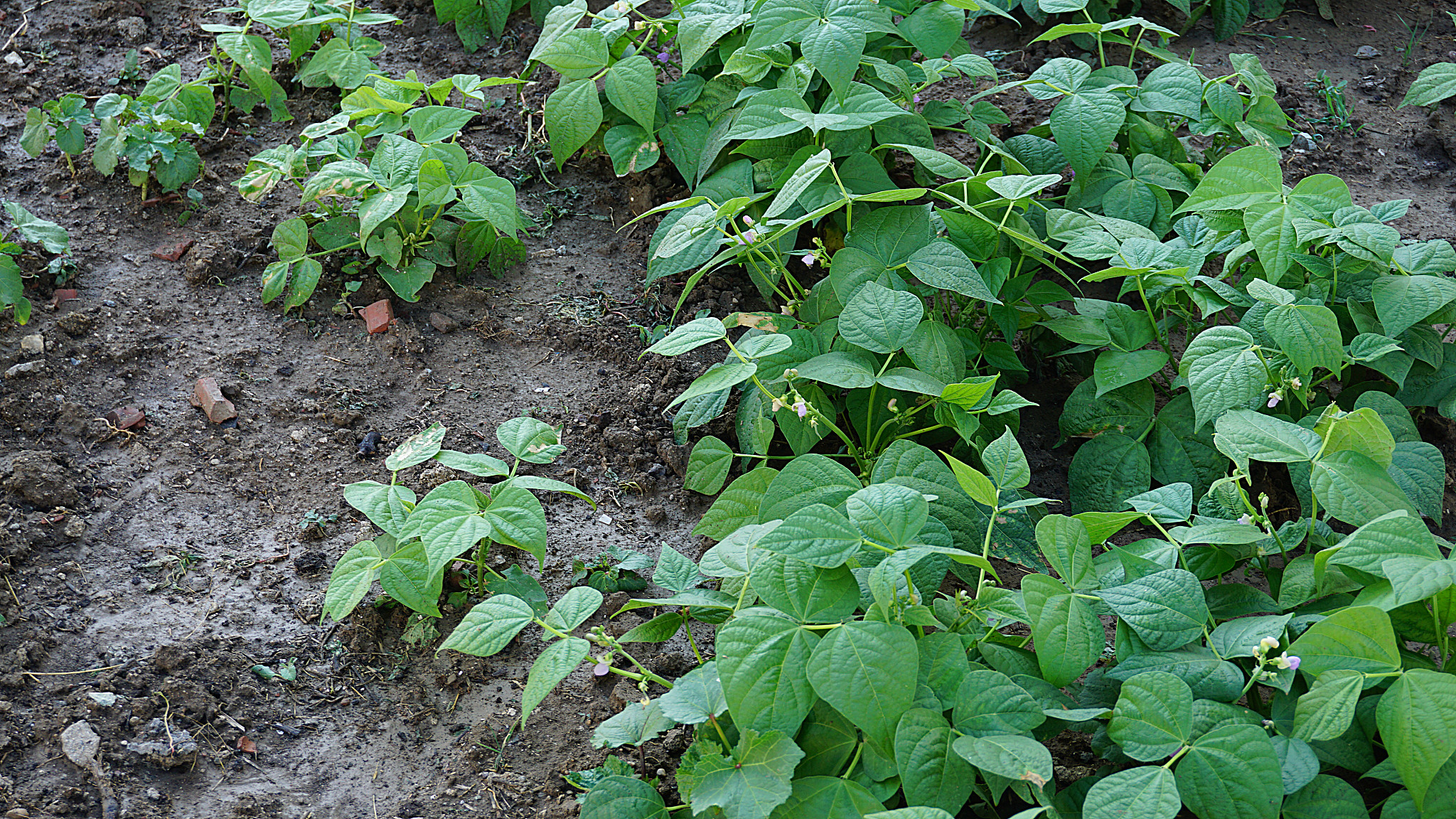 green bean plant and flower, close-up of green bean garden,