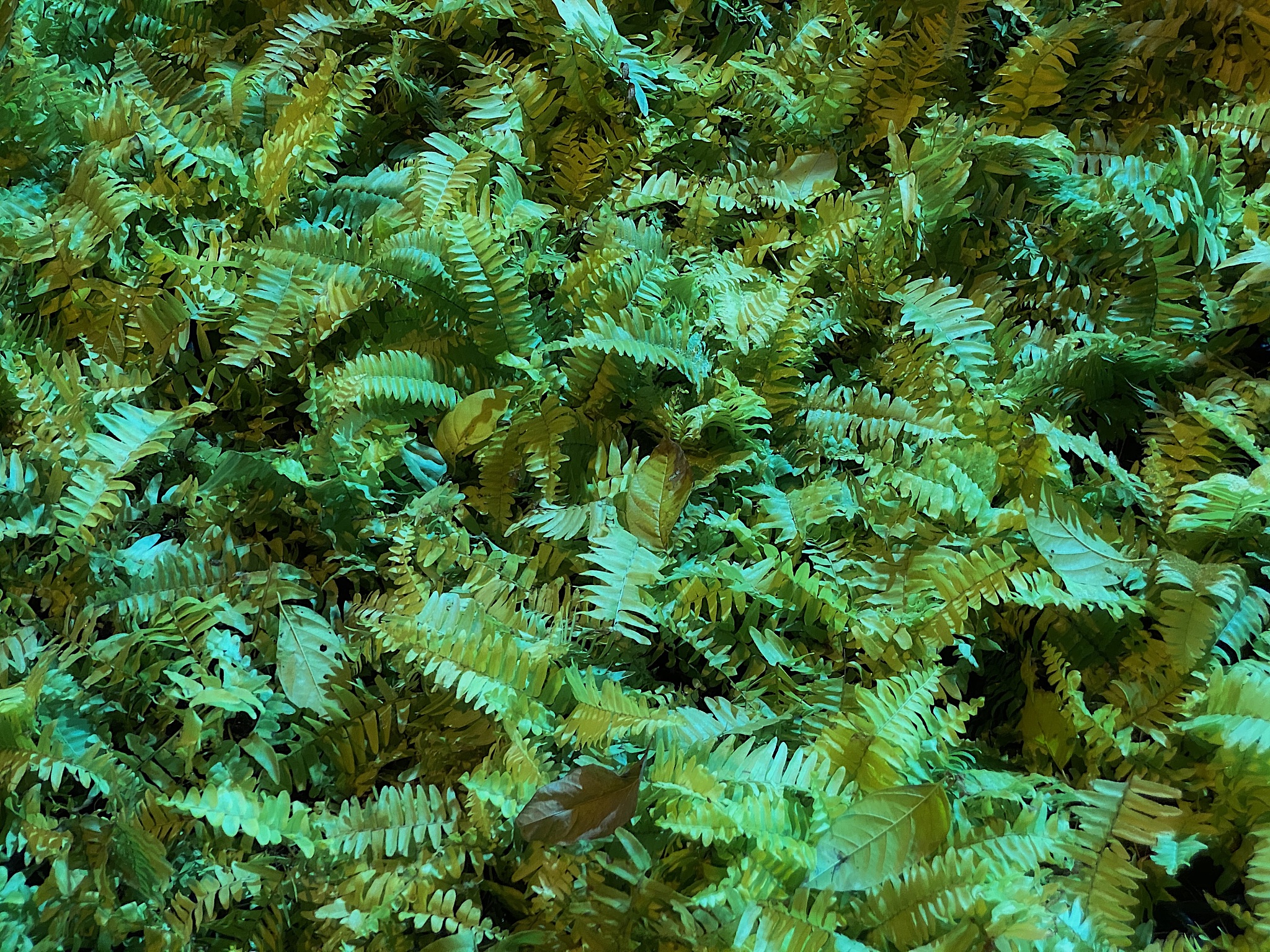 close-up green and yellow fern background .