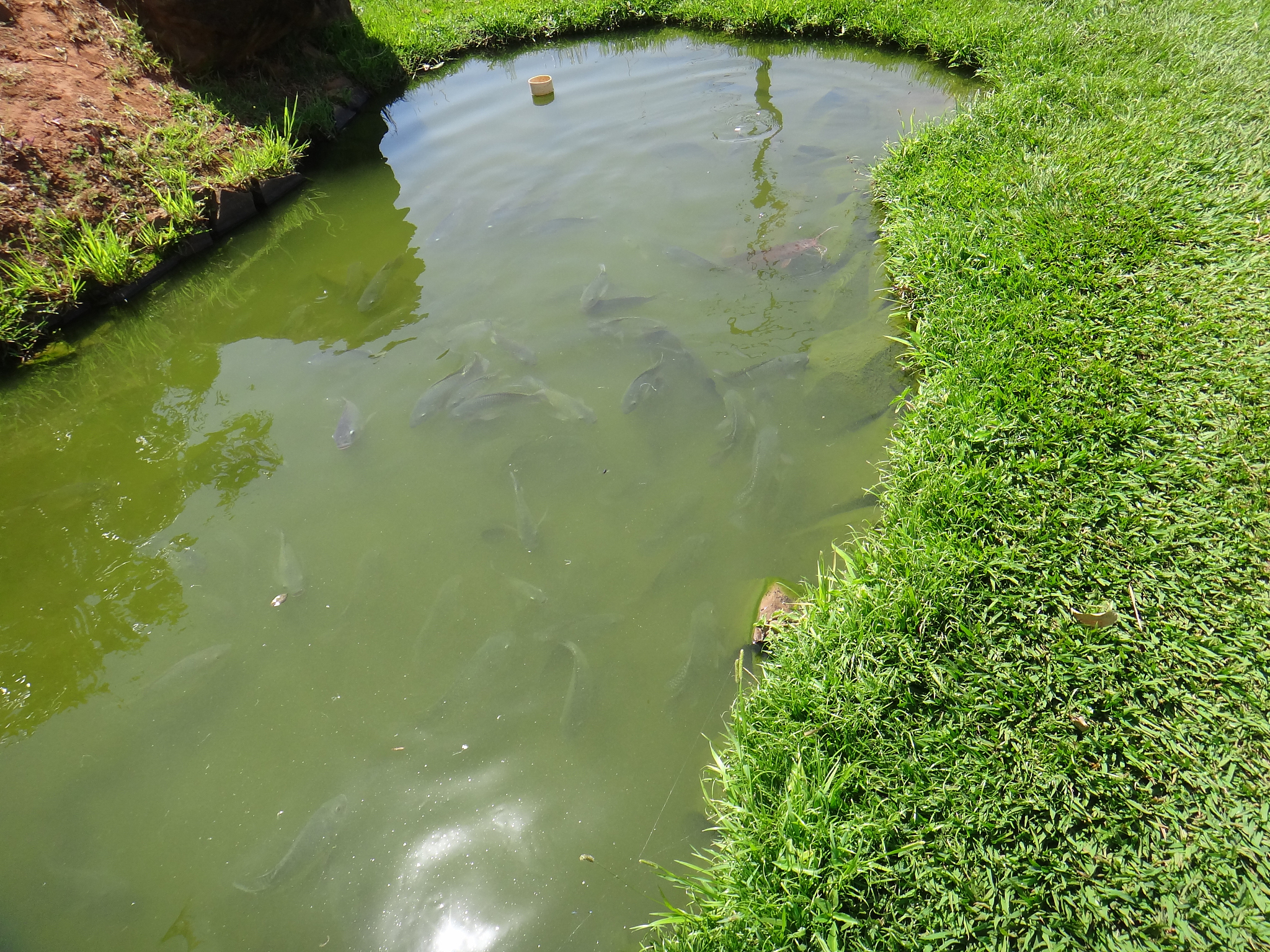 泥鳅生活在哪里