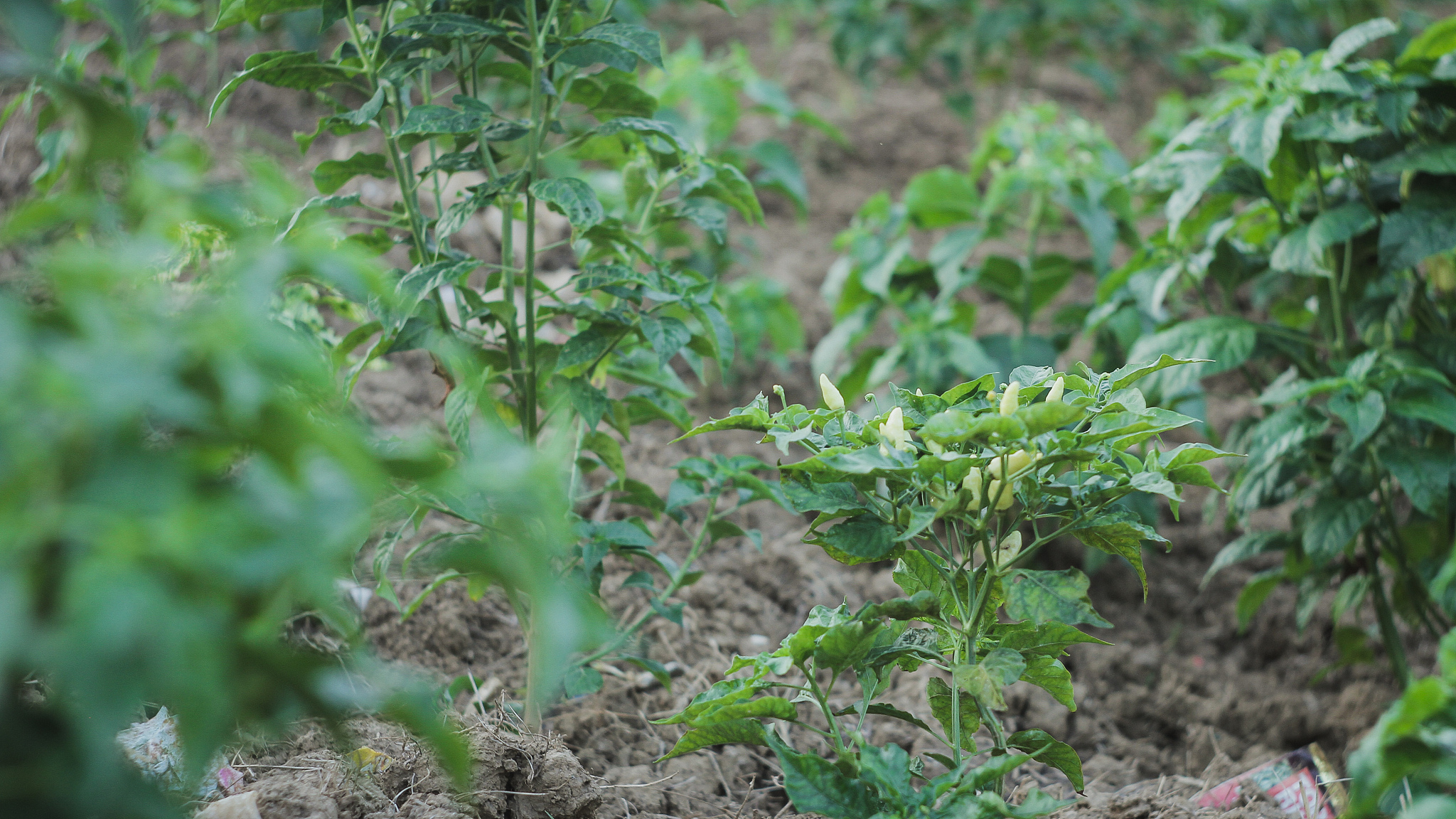 green chili plants in the garden