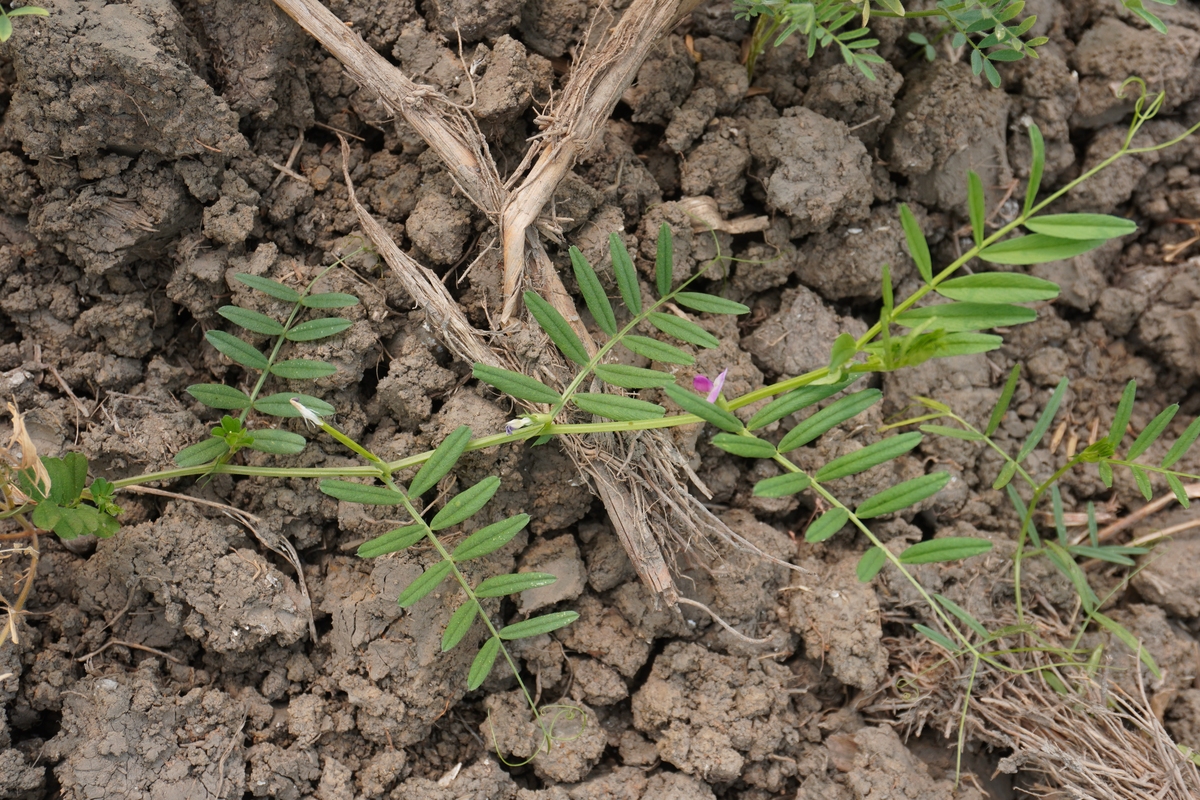 花生开花期可以锄草吗