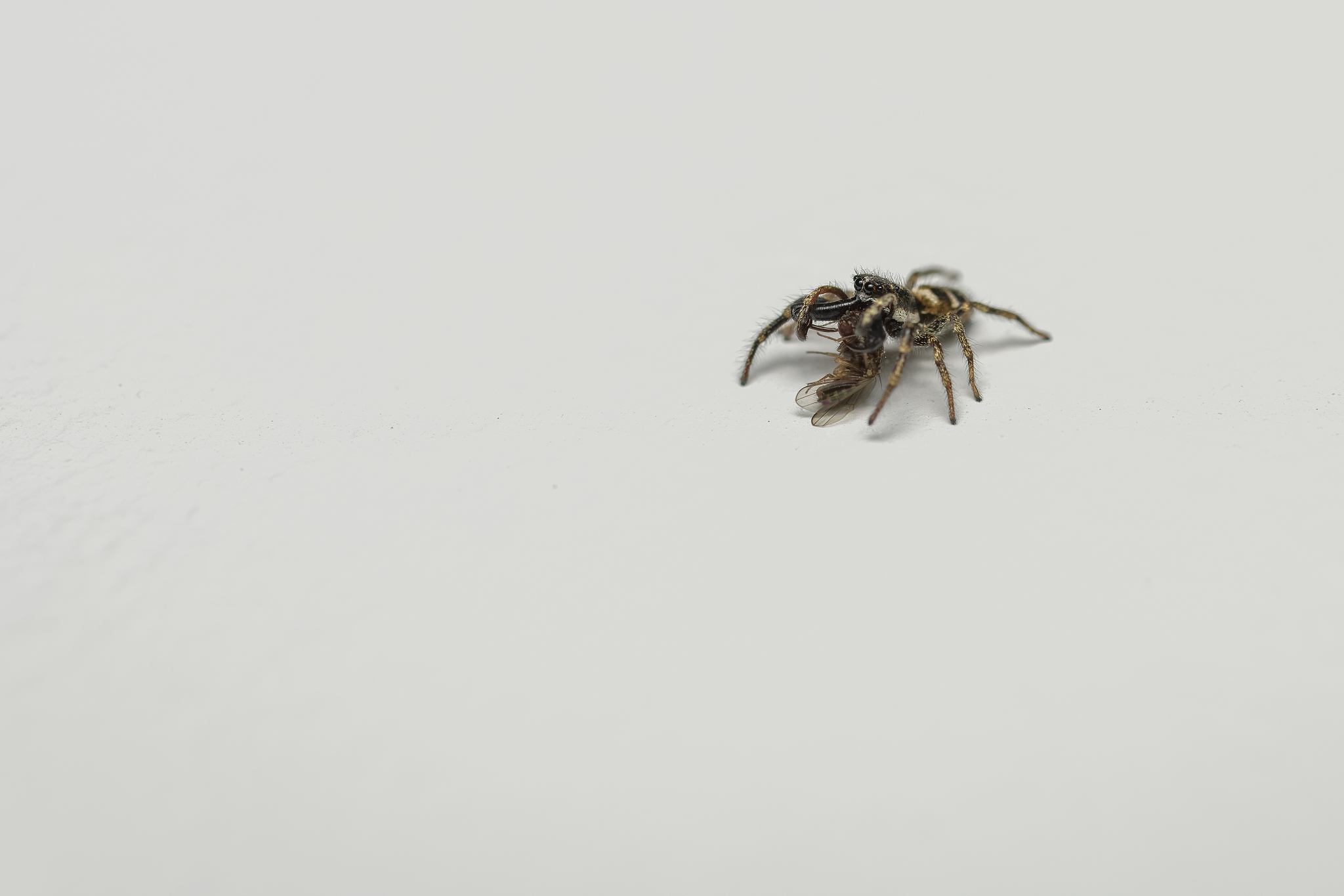 蛛的音序是什么