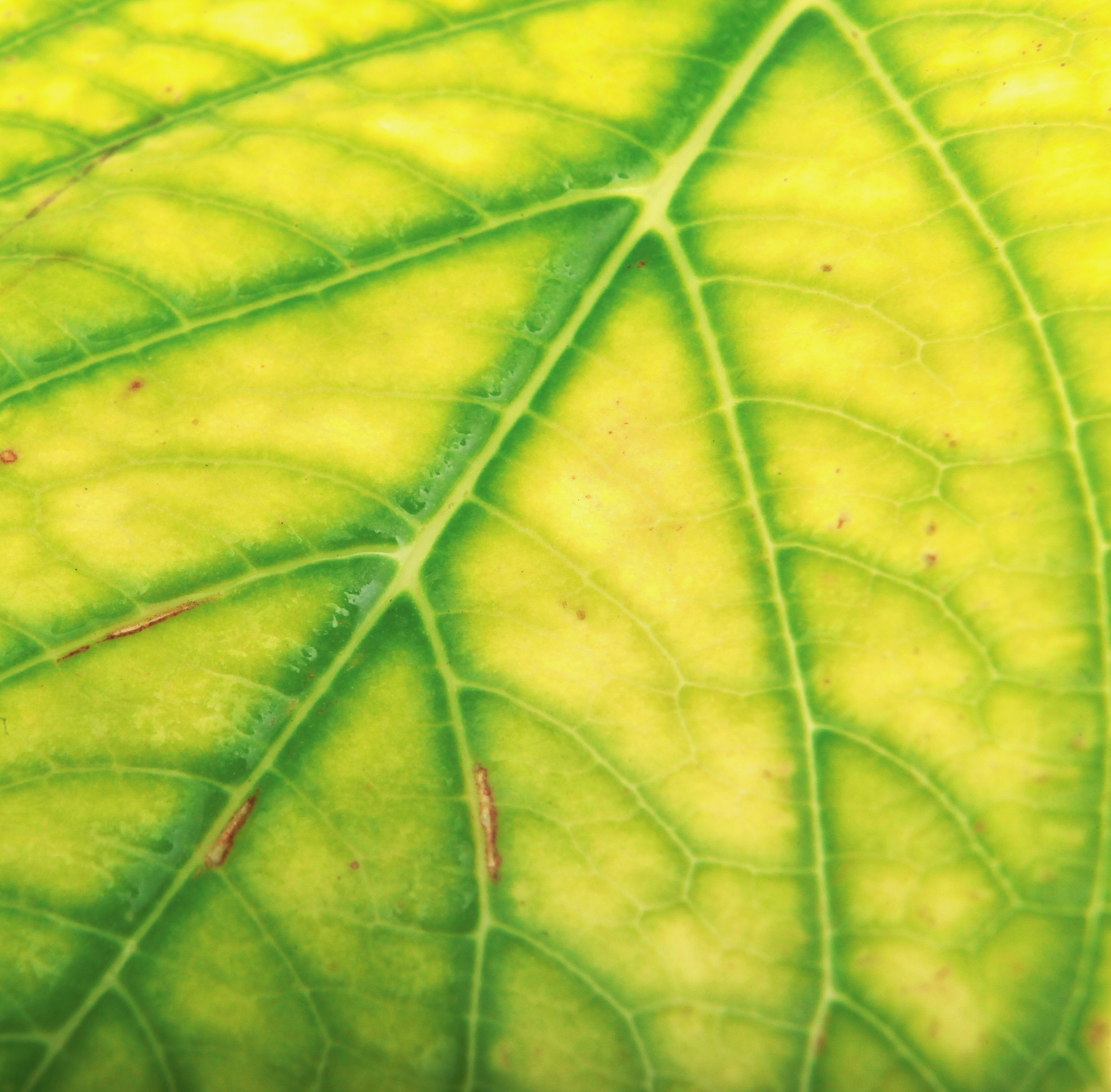 梧桐叶脉：平行排列的纹路