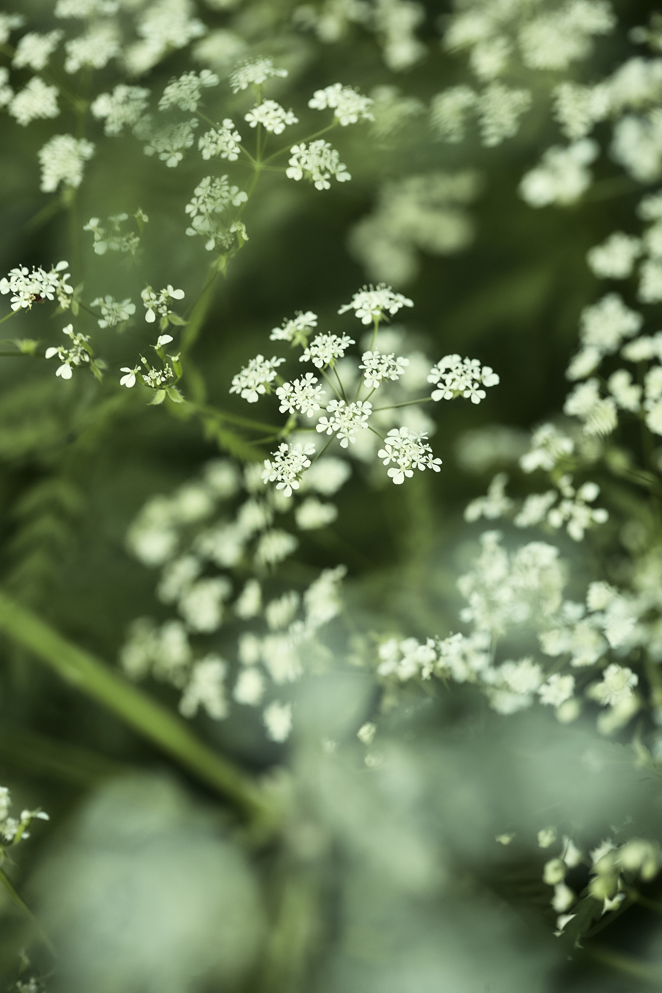 schlehe blüte