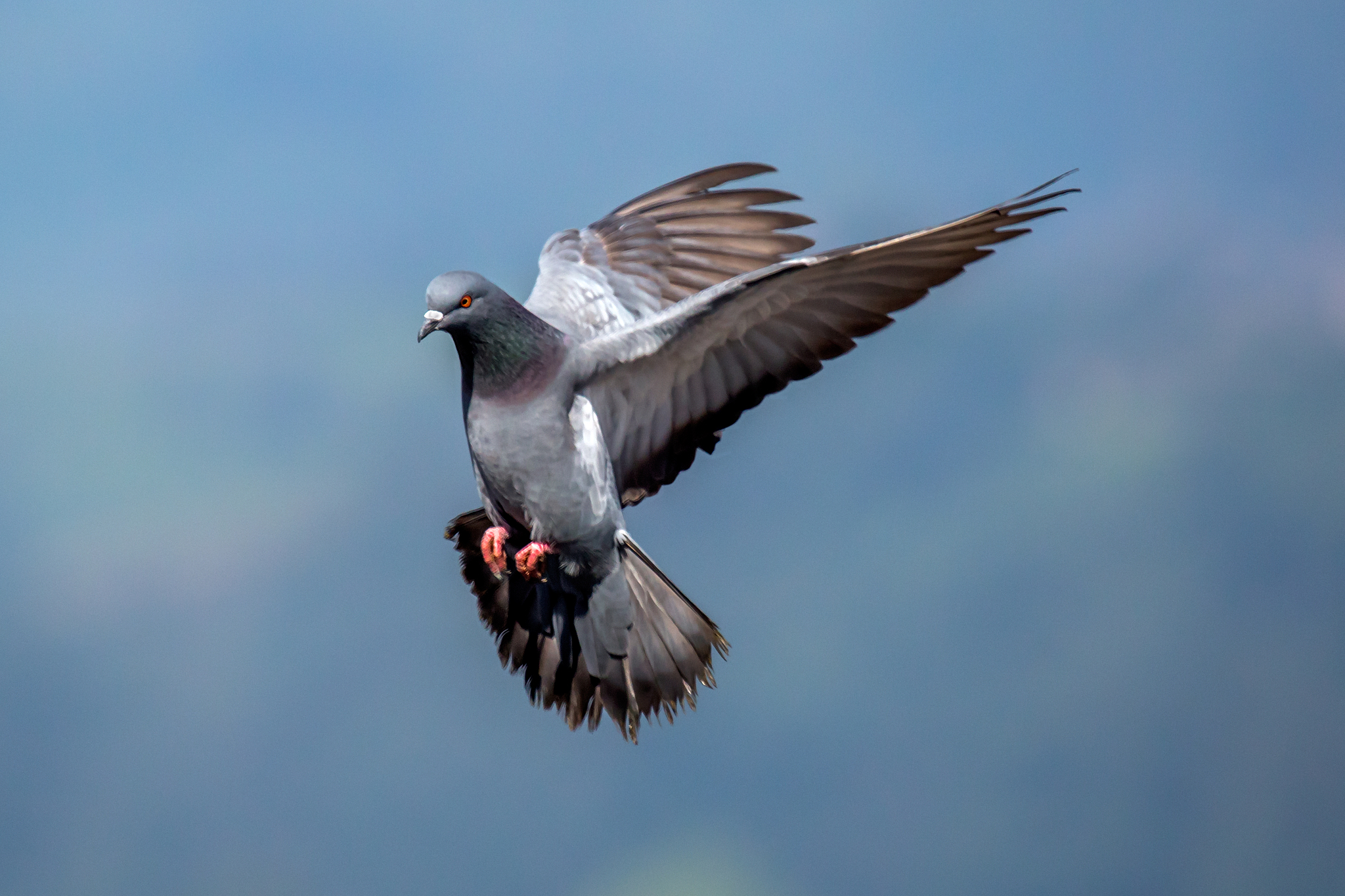 pigeon flying