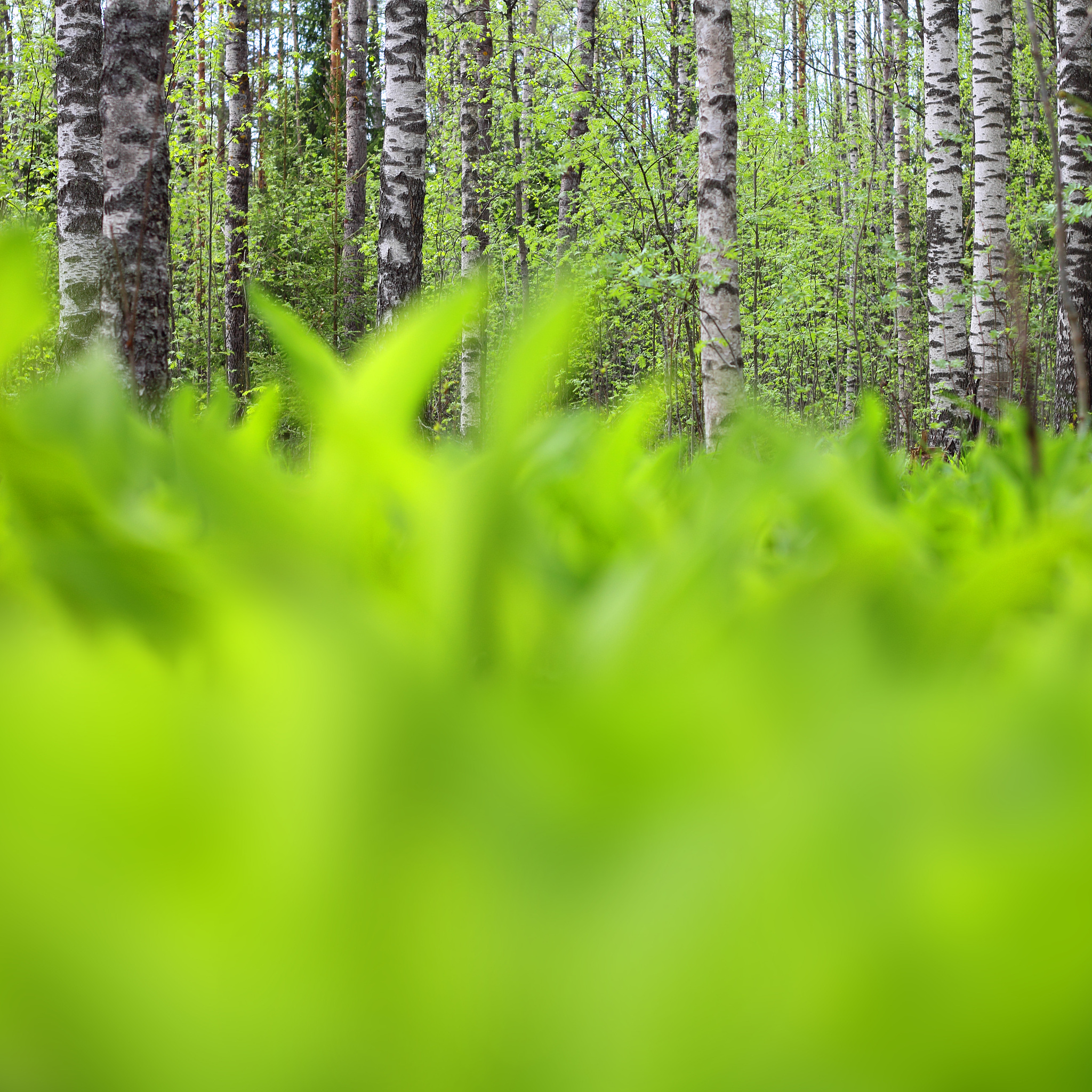 林隙对植物生长的影响：光照、温度、湿度、营养、竞争