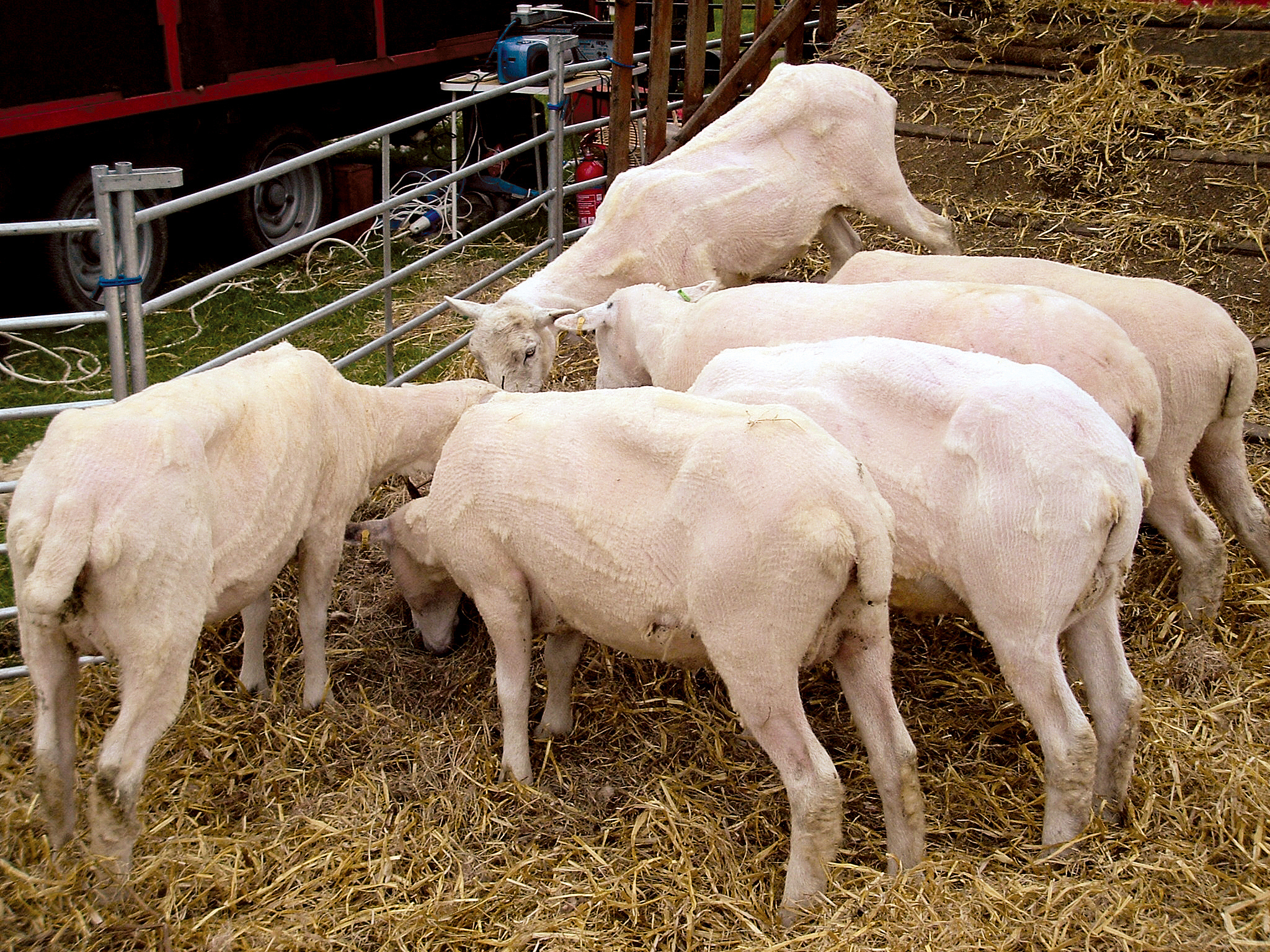 羊了个羊实用价值