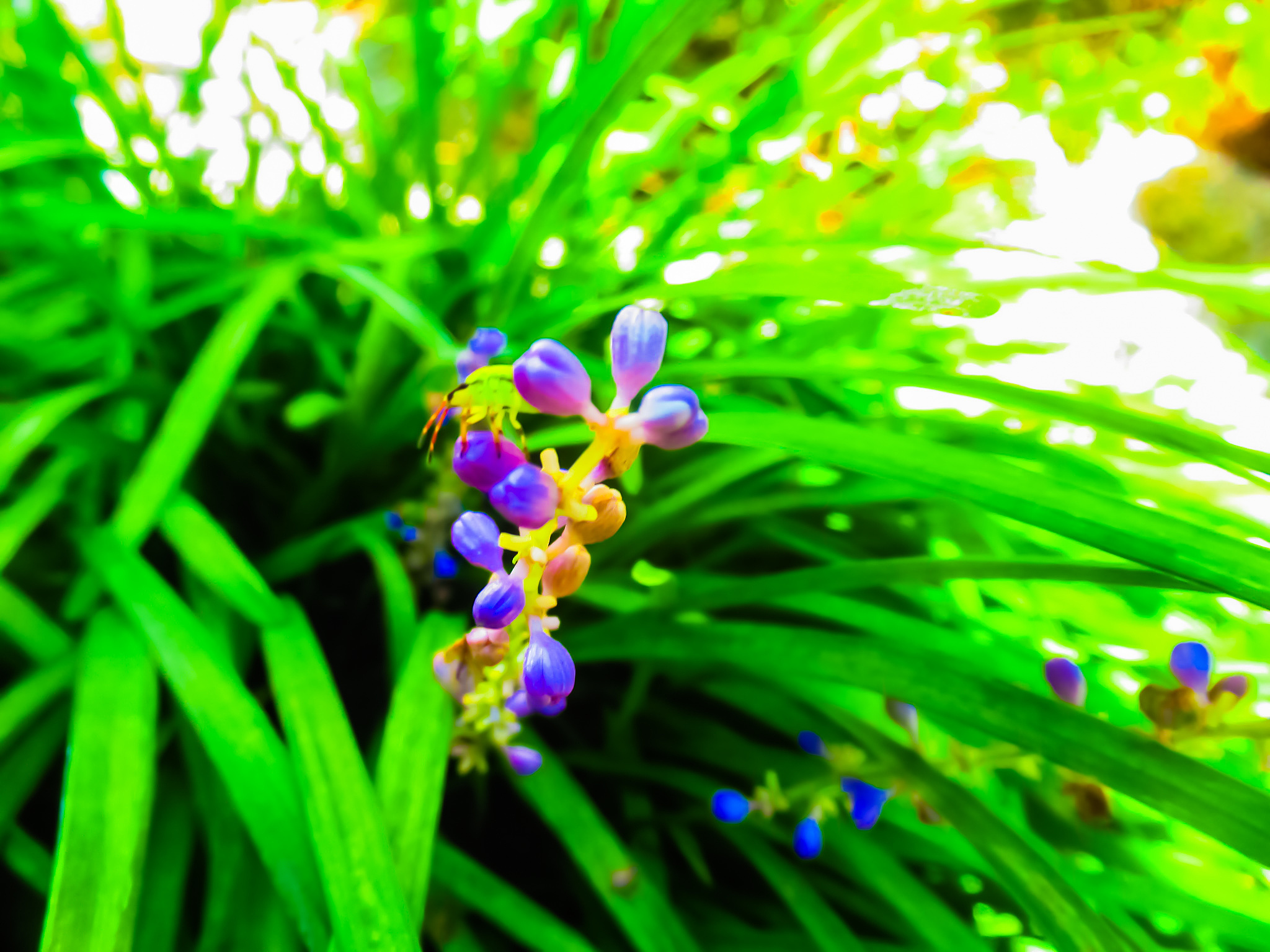 blue flowers