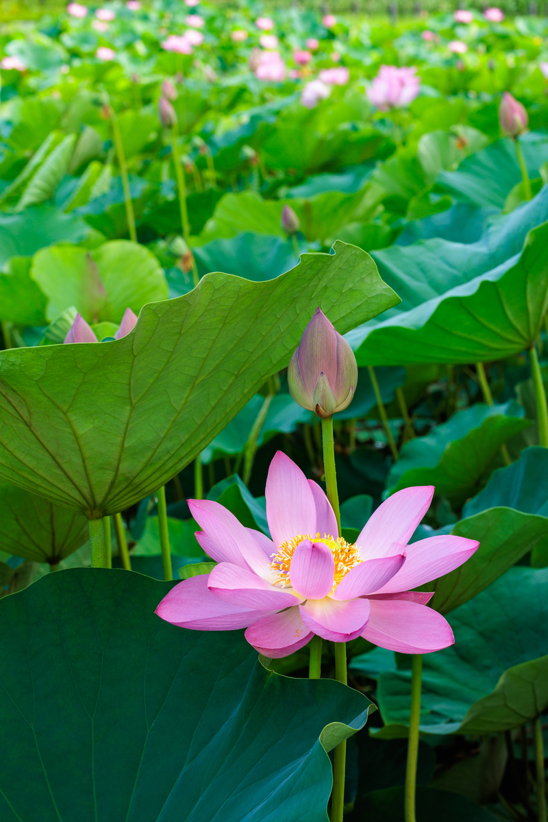 30字赏荷花美景：碧绿池塘，粉色花瓣，清香扑鼻