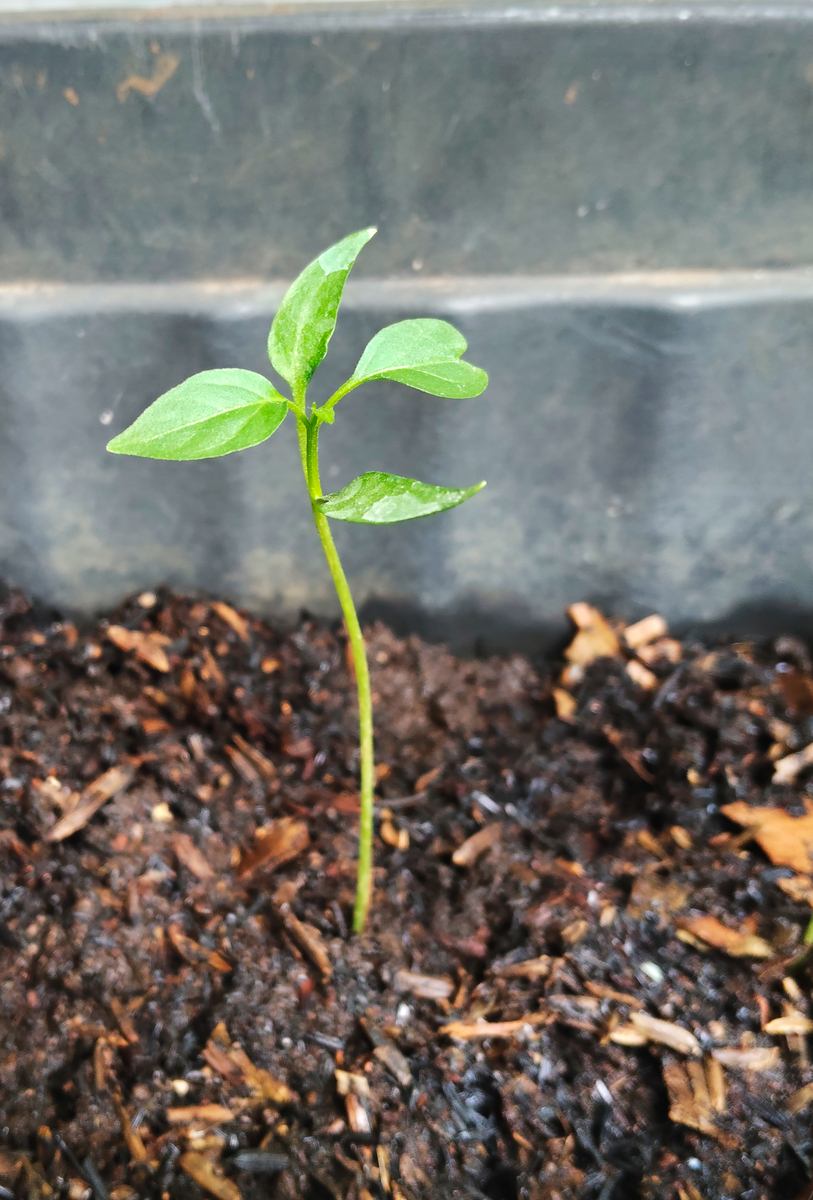 观察植物生长：一个朋友的奇妙发现