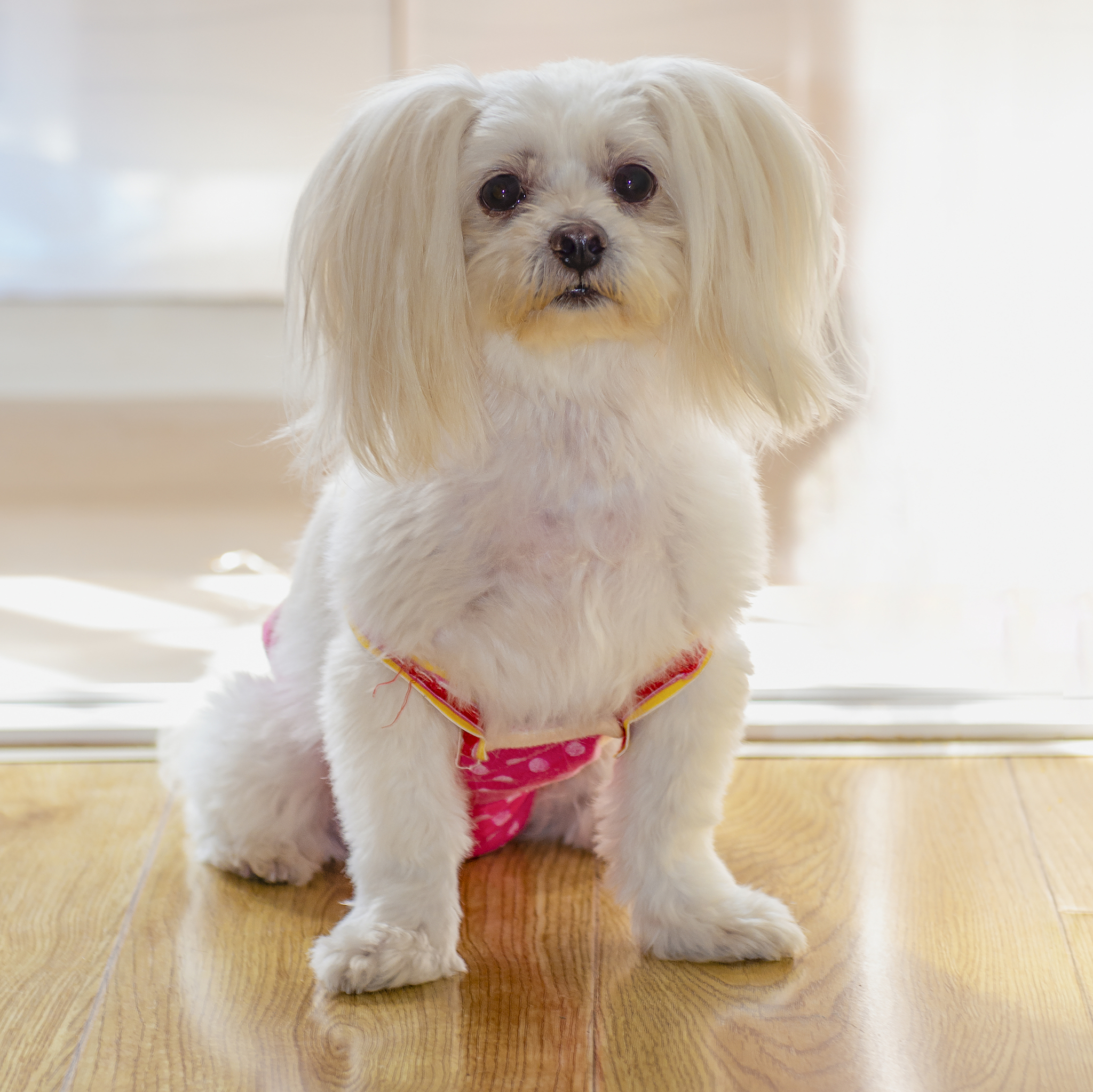 茶杯犬能长多大