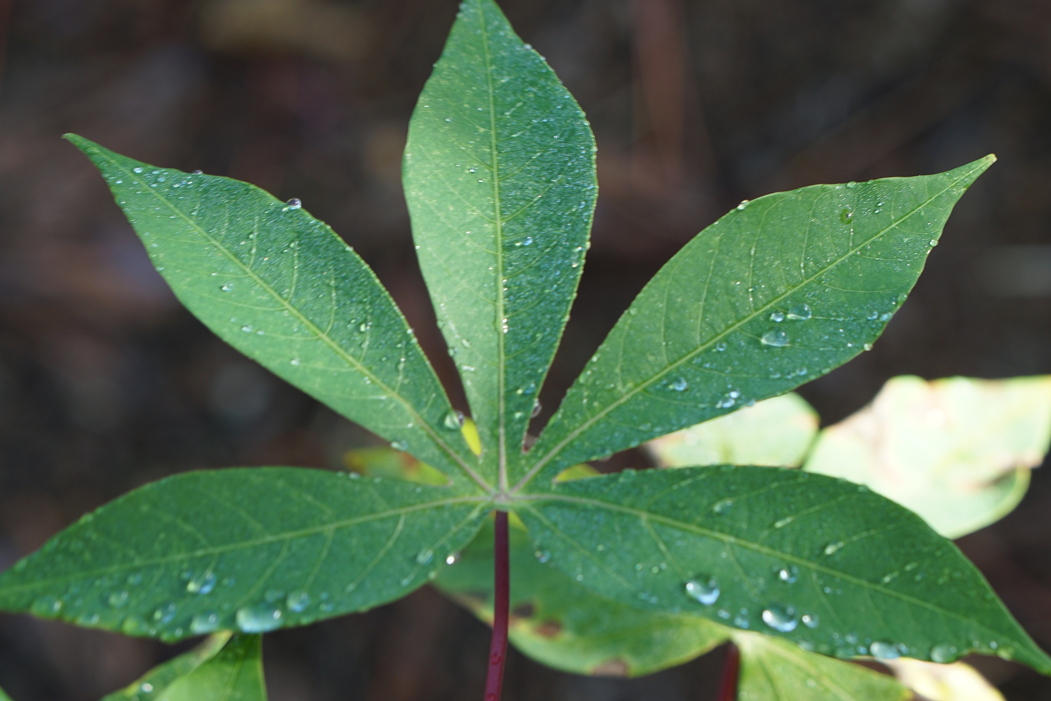 green cassava leaves