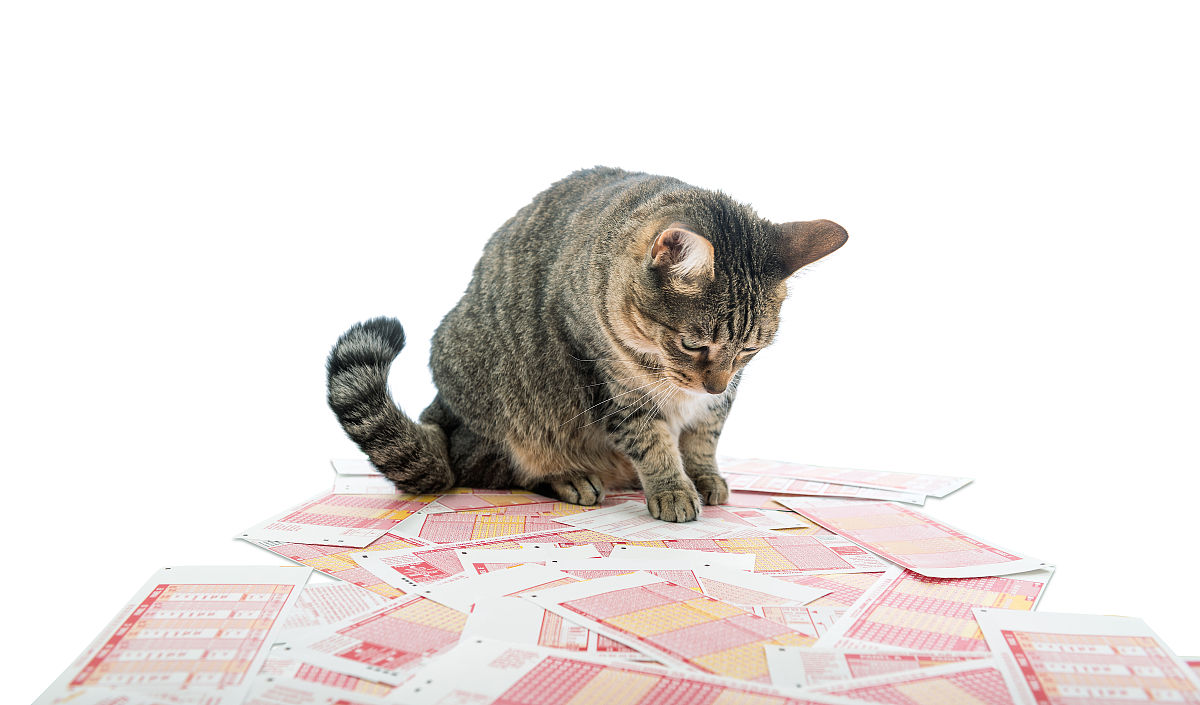 彩票的猫