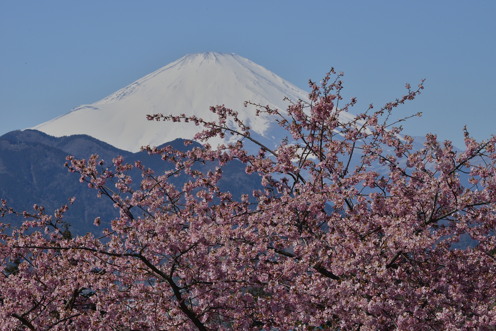 mt fuji and cherry blossom