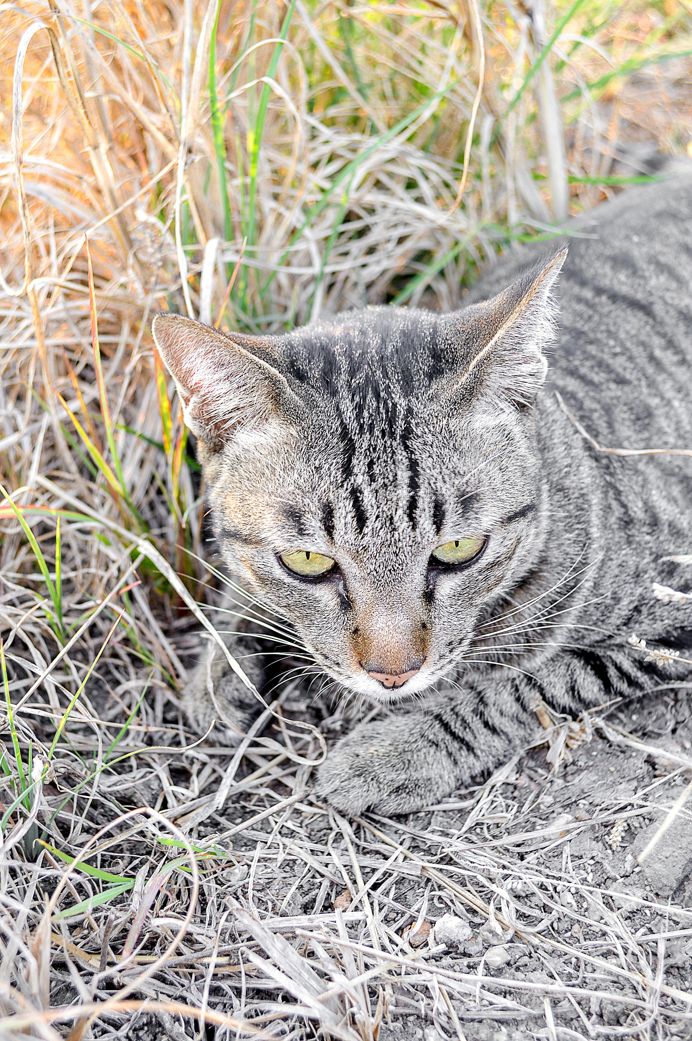 锈斑豹猫：世界上最小的野生猫，你所不知道的冷知识
