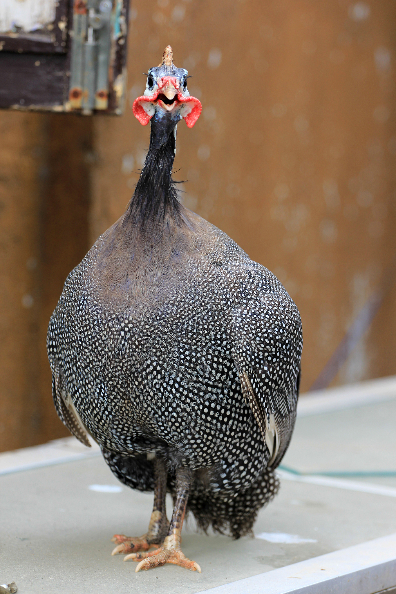beautiful chicken in india