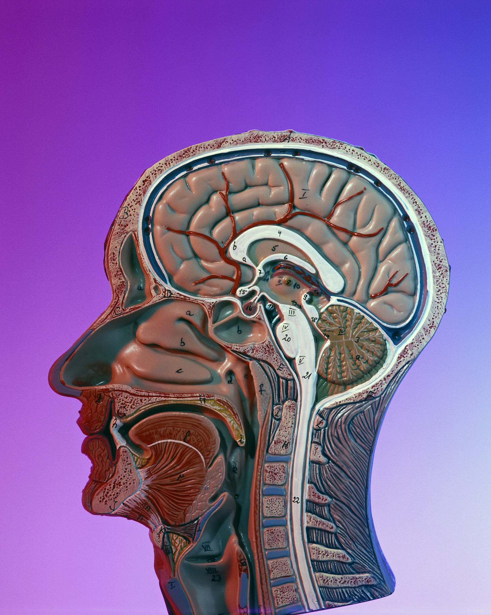 12对颅神经详解：功能、图片及路径图 - 人体神经系统