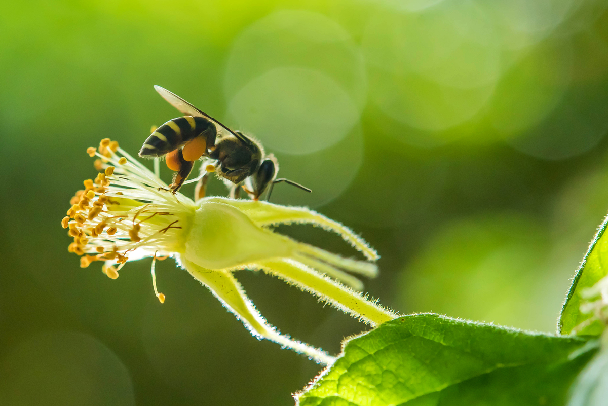 诱虫板在葡萄花前挂花期会不会对蜜蜂蝴蝶有很大伤害？
