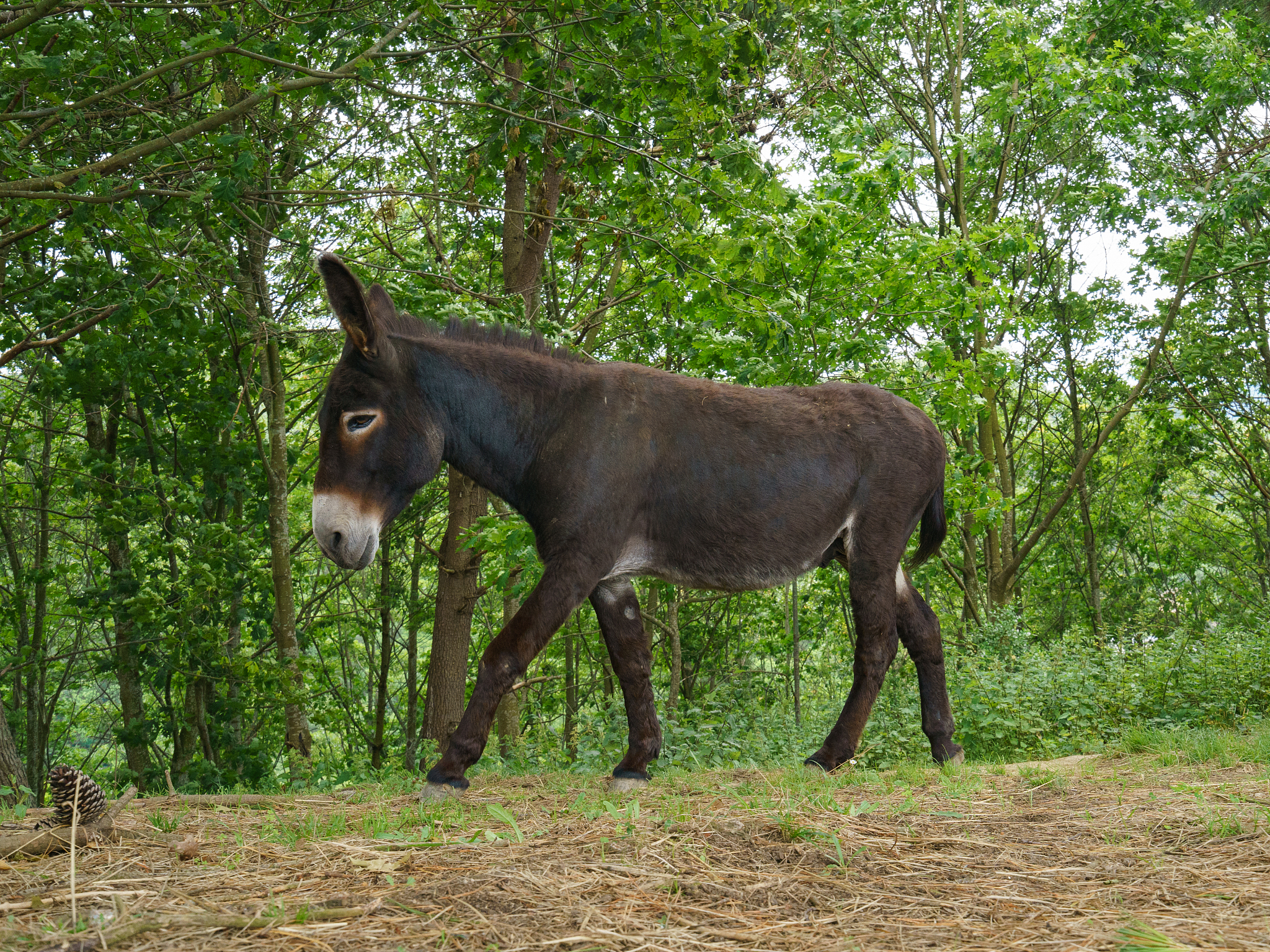 brown donkey