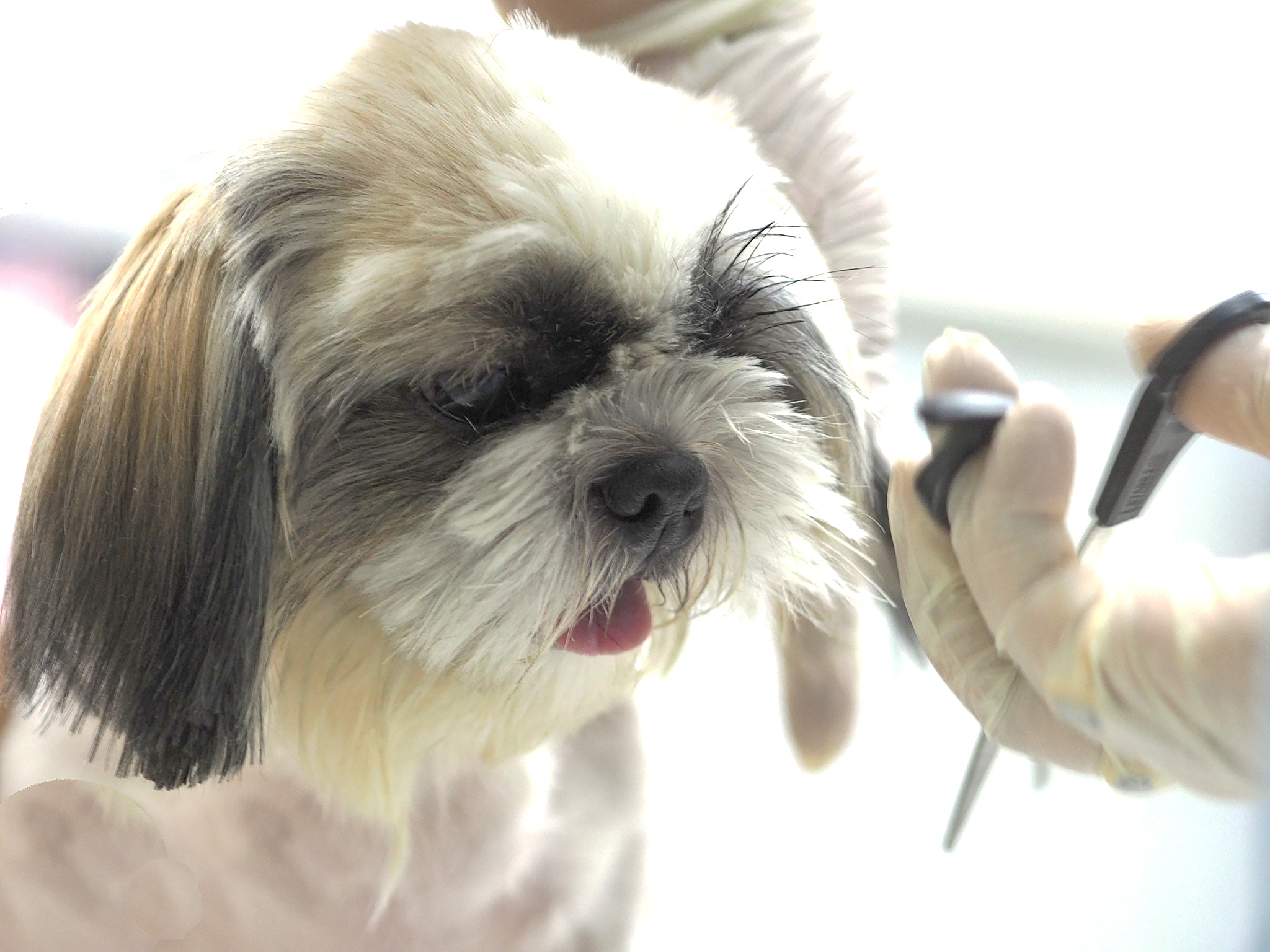 聊城职业技术学院宠物养护与疫病防治专业怎么样