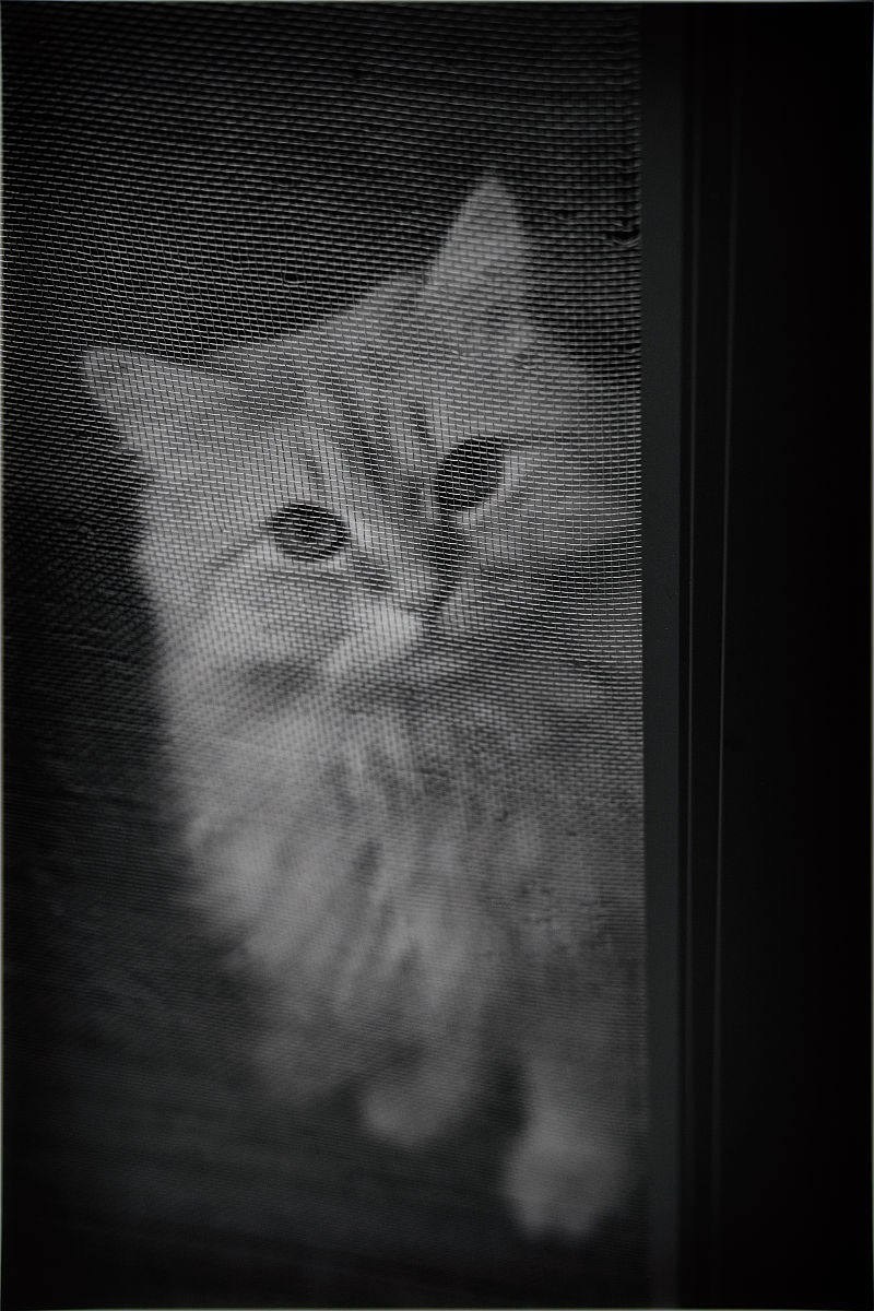 4、python实现频域同态滤波：对一幅医学影像灰度图像做同态滤波增强操作其中转移函数H为写出清楚的实验步骤并对实验结果进行分析。