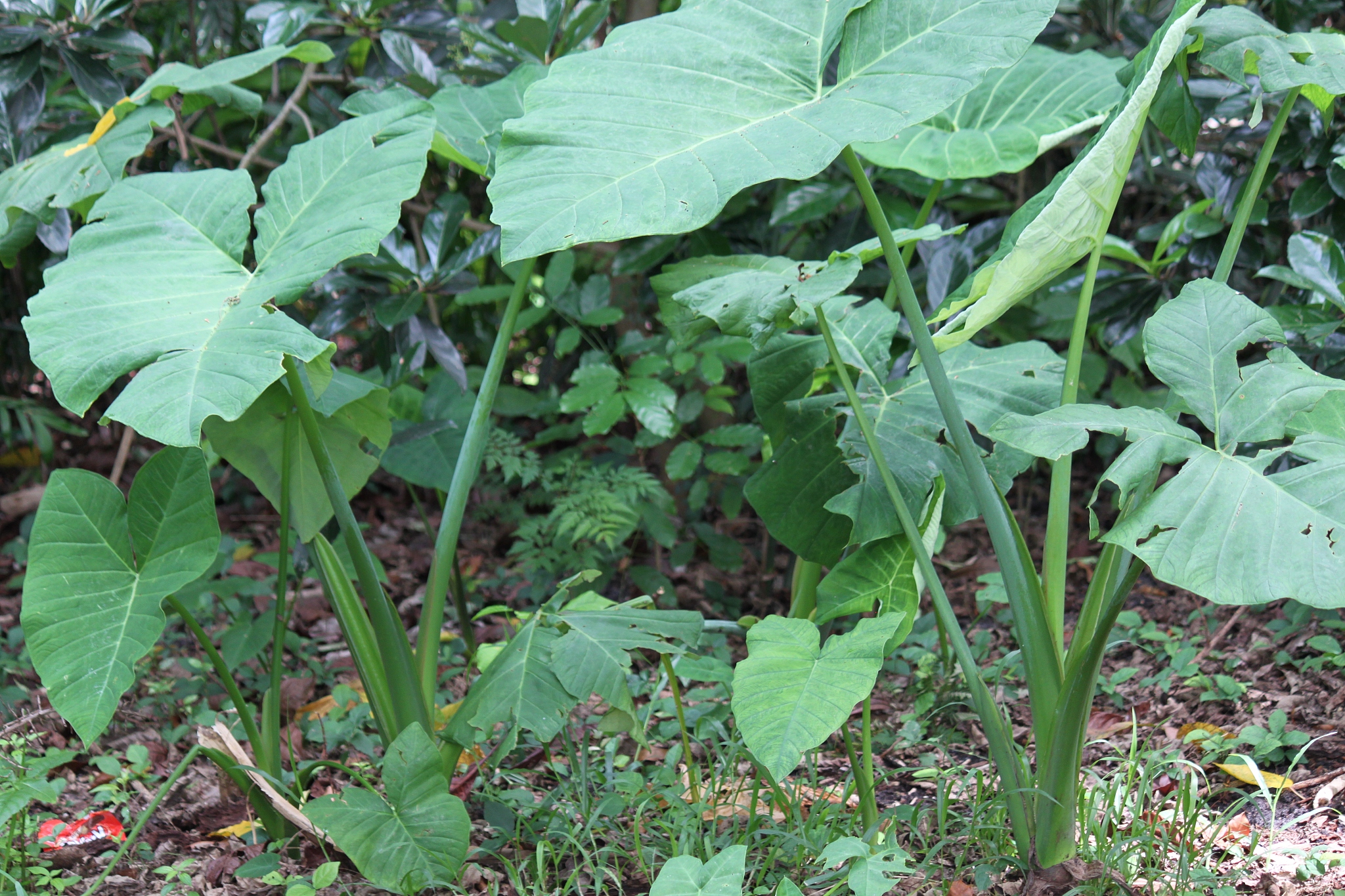 elephant ear plant