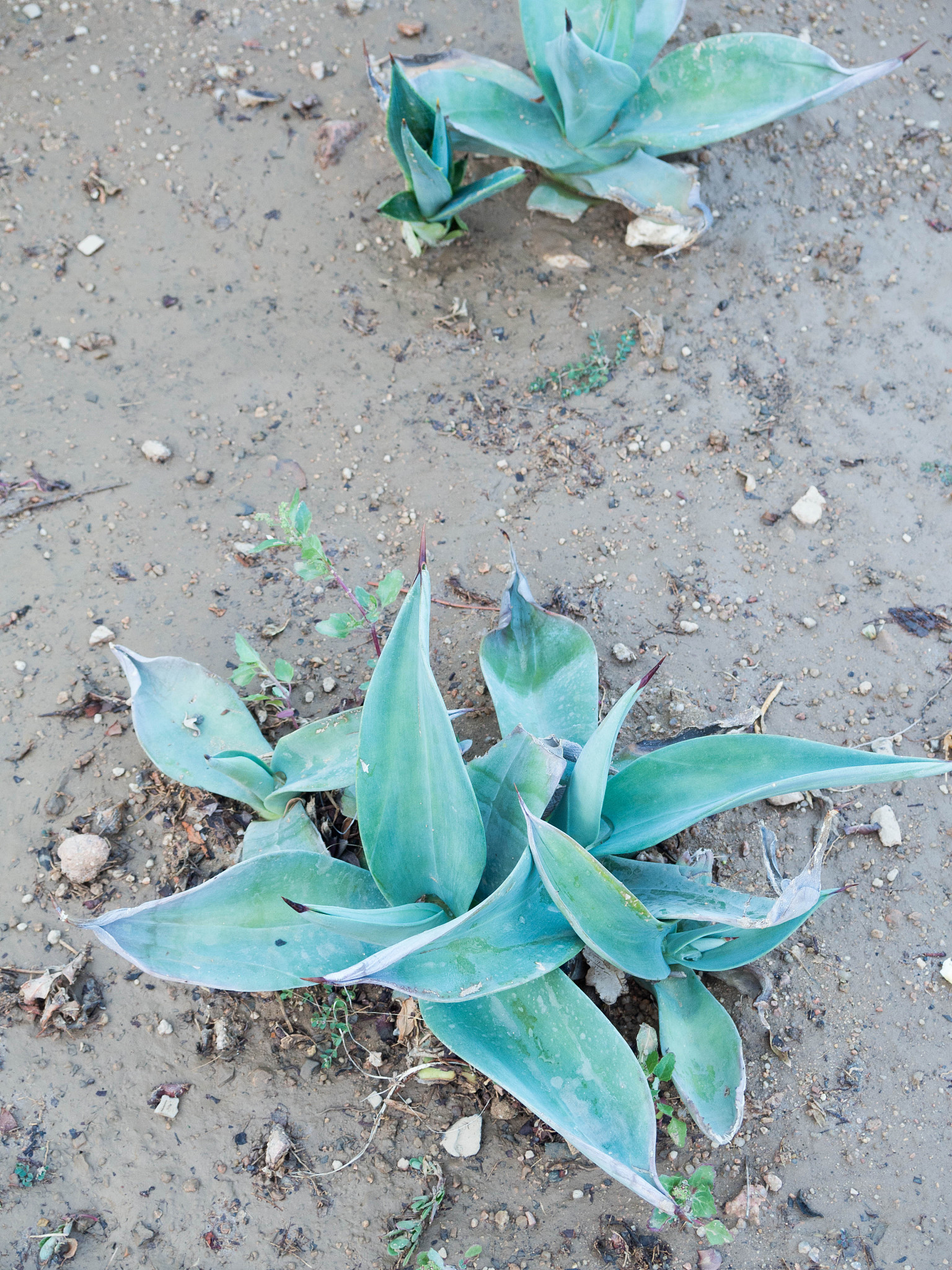 Drought Stress Enhances Proline Accumulation in Salvia miltiorrhiza Plants at Different Growth Stages