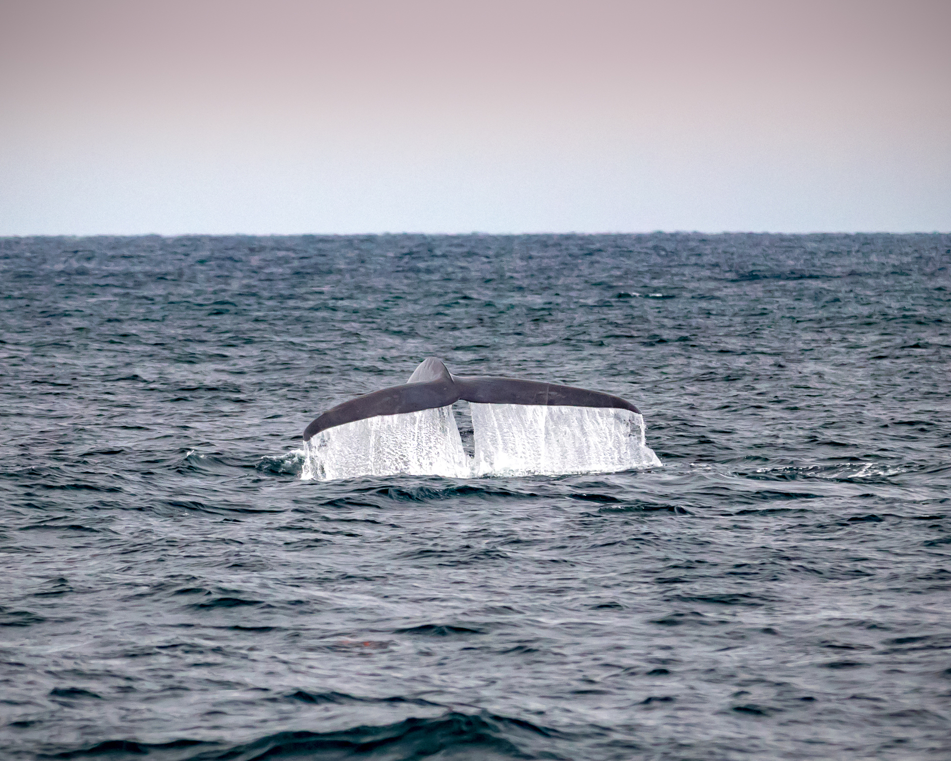 fin whale tail