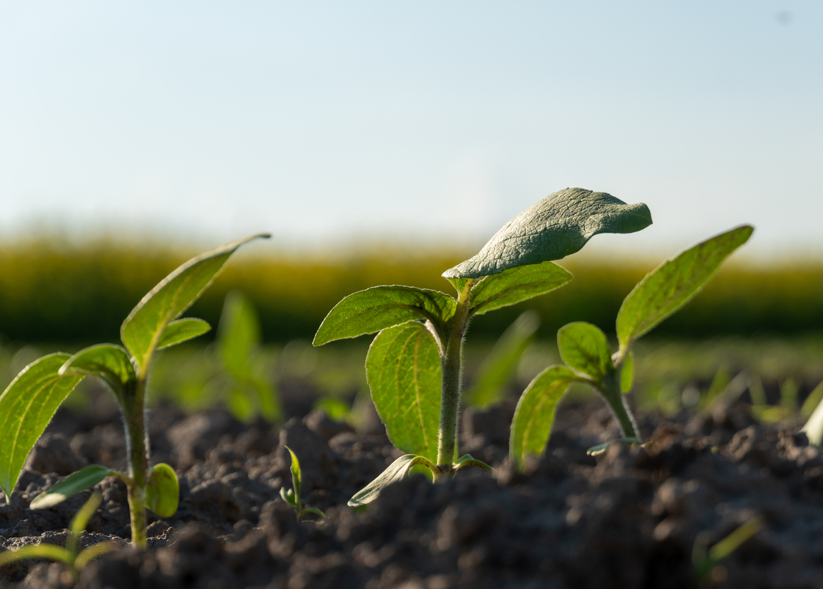 给我一份七年级向日葵工程工作计划