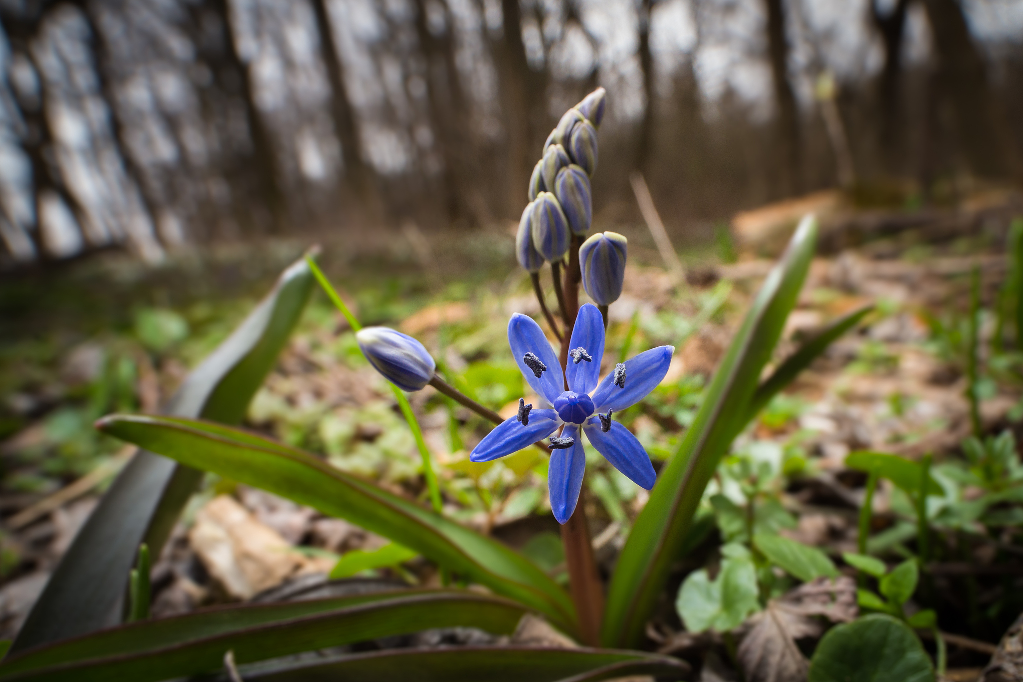 scilla