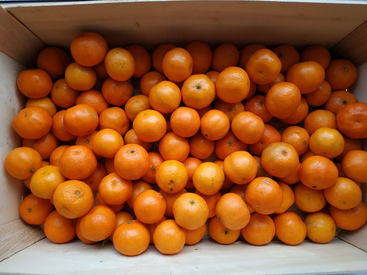 黑色箱装的柑橘叫黑箱柑为什么回答加扩展