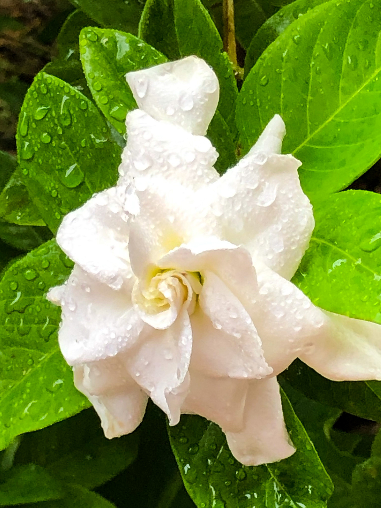 栀子泡水要不要切开？教你如何释放最佳口感！