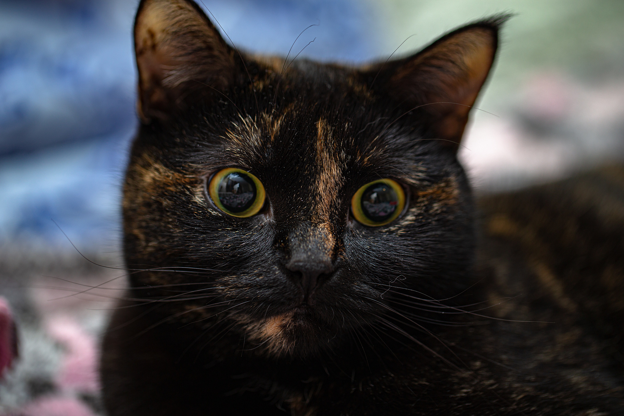 《一只猫的使命》读后感：一只猫的无私之爱