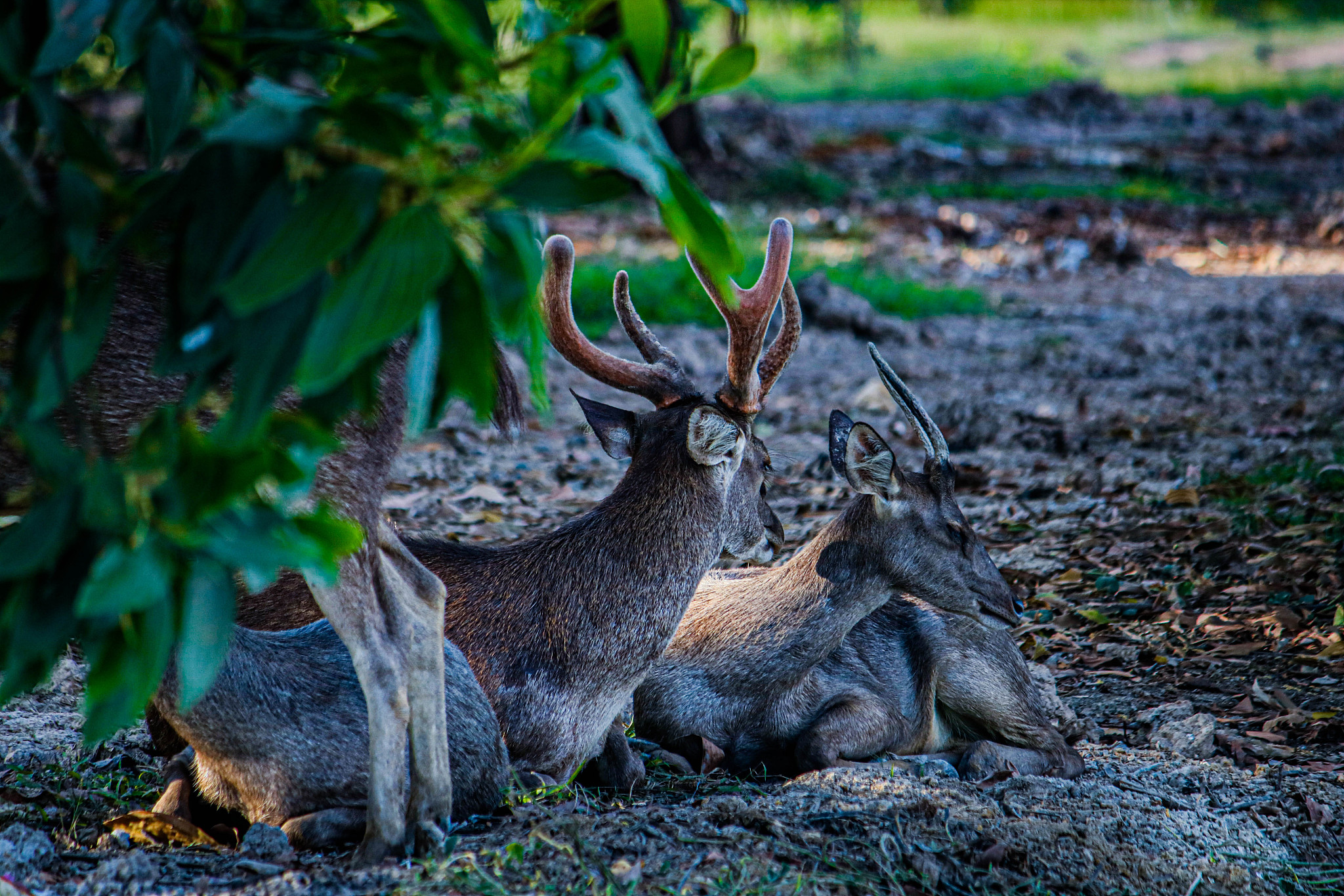 thailand deers.