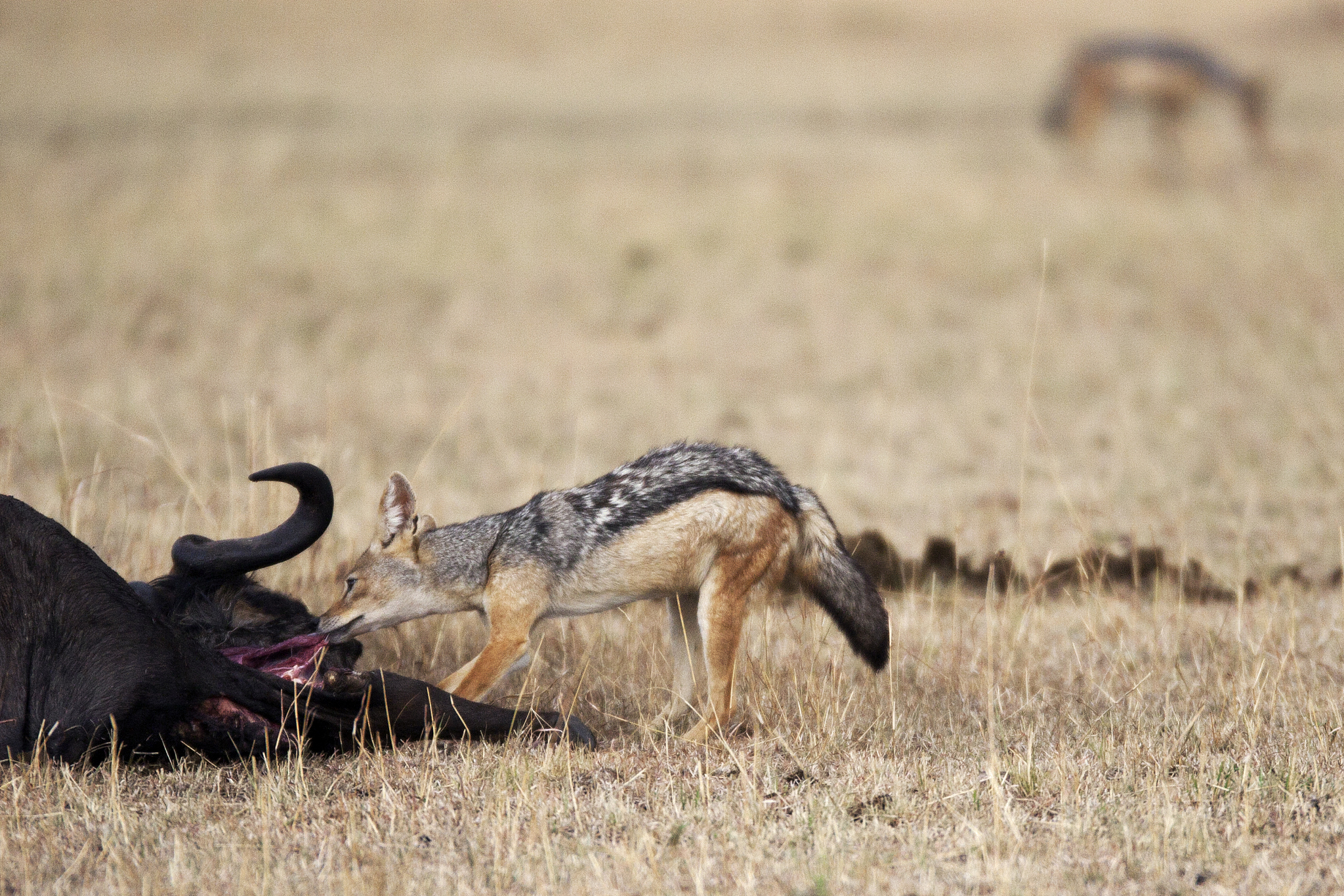 chatGPTHello! How can I assist you today改写文案Greetings! How may I be of service to you on this fine day中文回答您好！我今天有什么可以帮助您的吗？改写文案您好！在这美好的一天里我能为您提供什么服务呢？改文案您好！有什么我可以帮您的吗？一群野狗堵截了一只喝水的黑斑羚等他发现野狗群时已经为时已晚他已经陷
