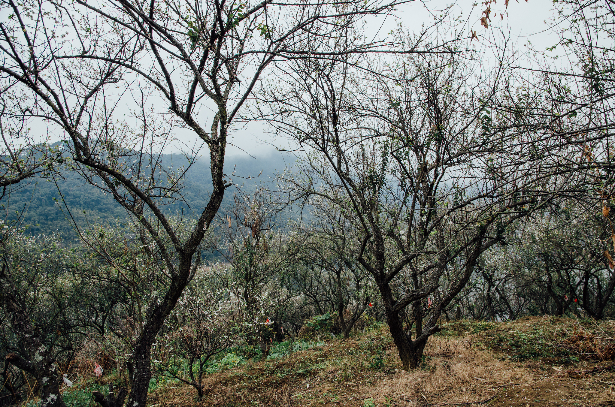China Plum Blossom: Symbol of Resilience and Beauty