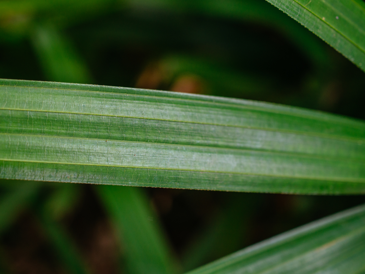 燕麦白粉病：症状、传播和防治