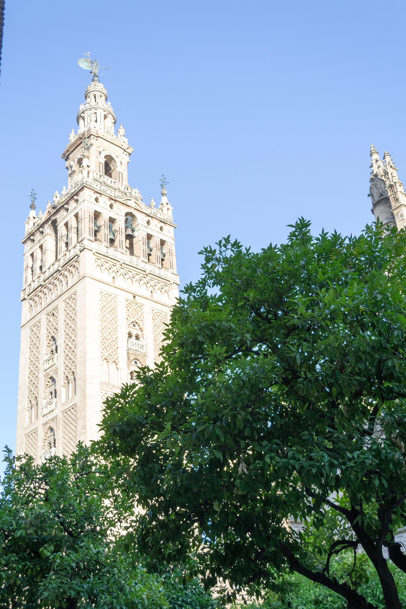 giralda among trees
