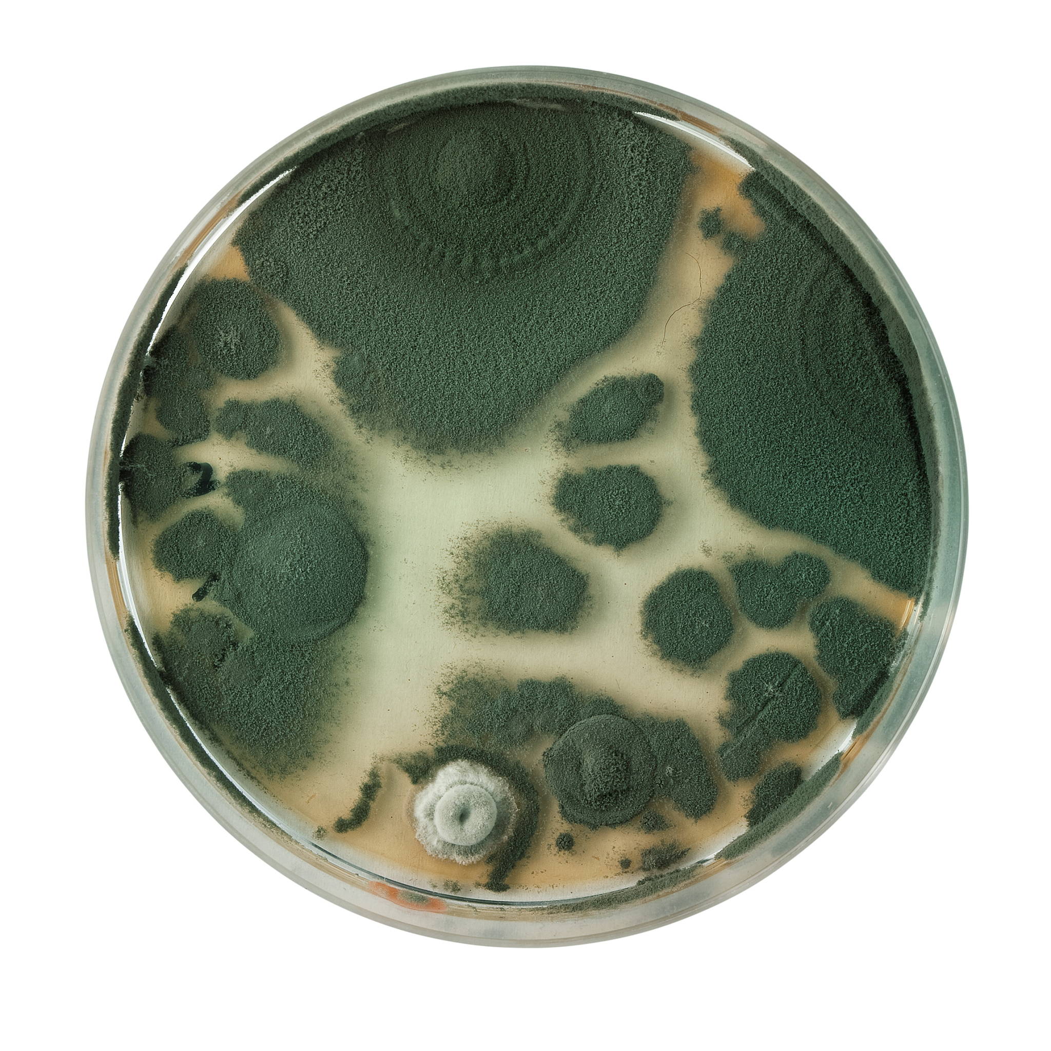 平板菌落计数法：优缺点分析及应用场景