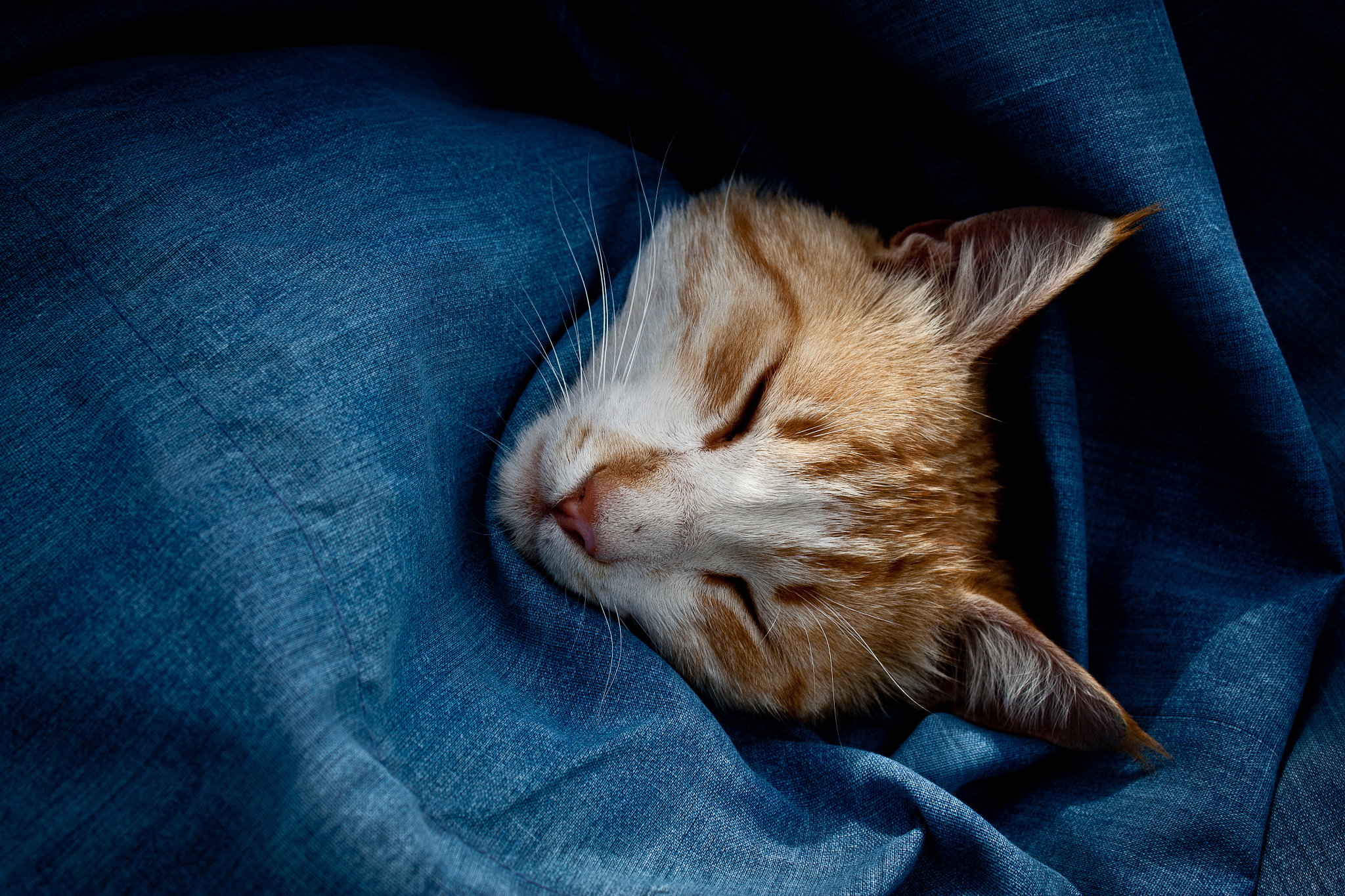 gatto che dorme
