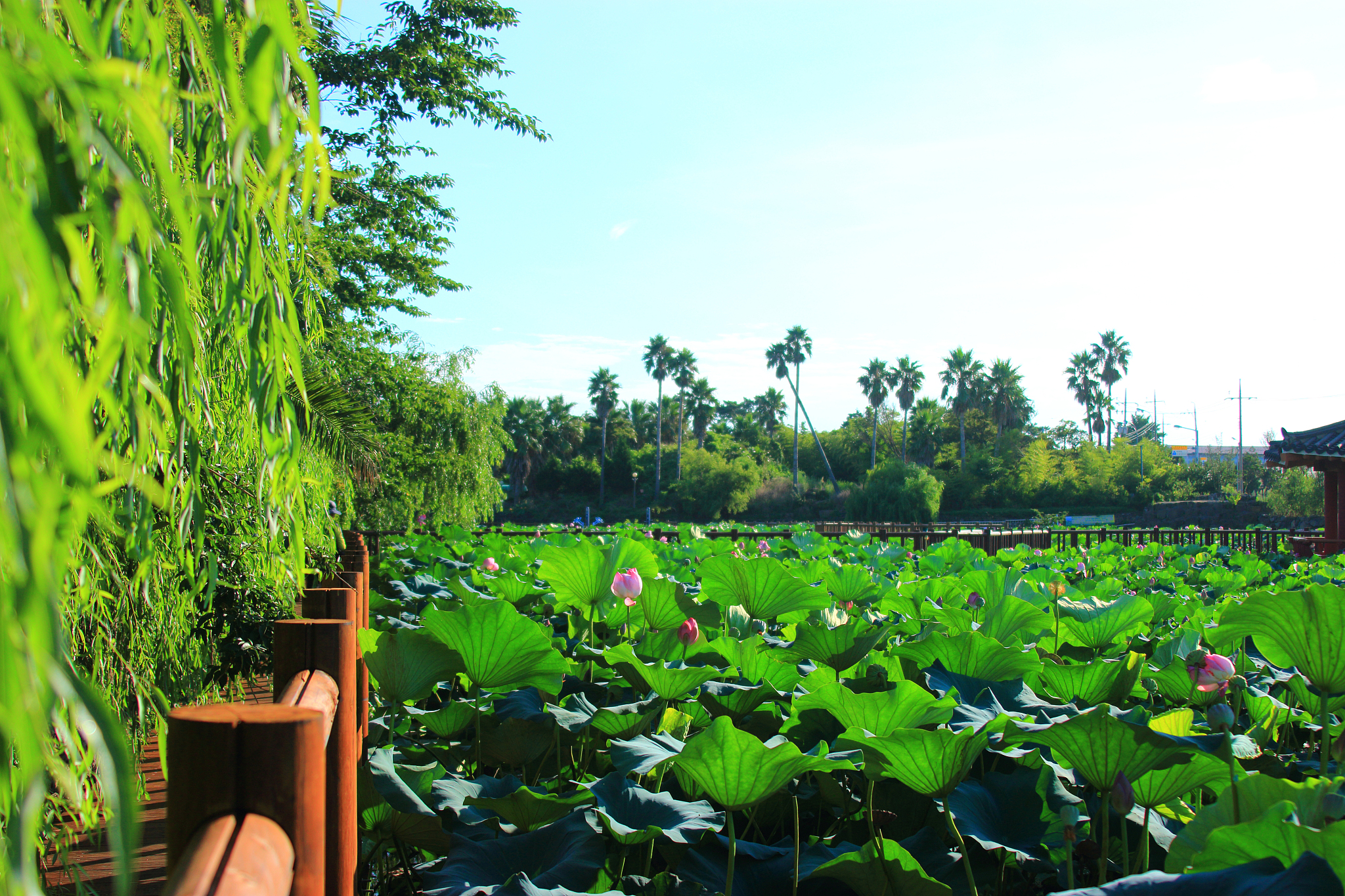 flower garden, pond, lotus,