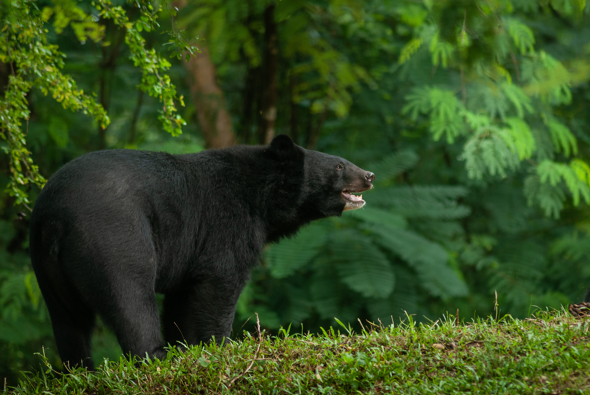 大黑熊在森林里：威严与温柔并存