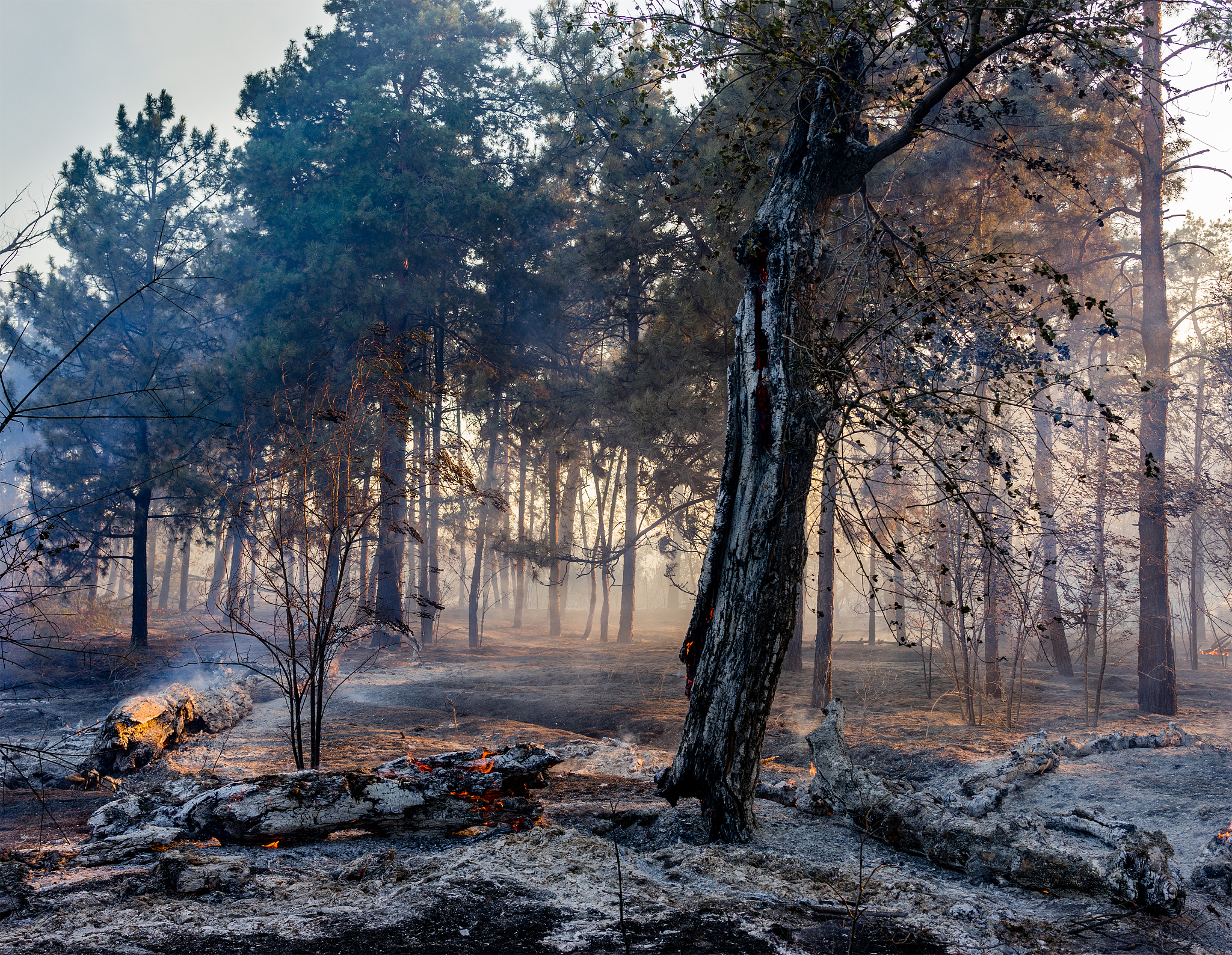 请用100字描述夜幕降临远处雾气浓浓近处白桦林发出金黄的光芒
