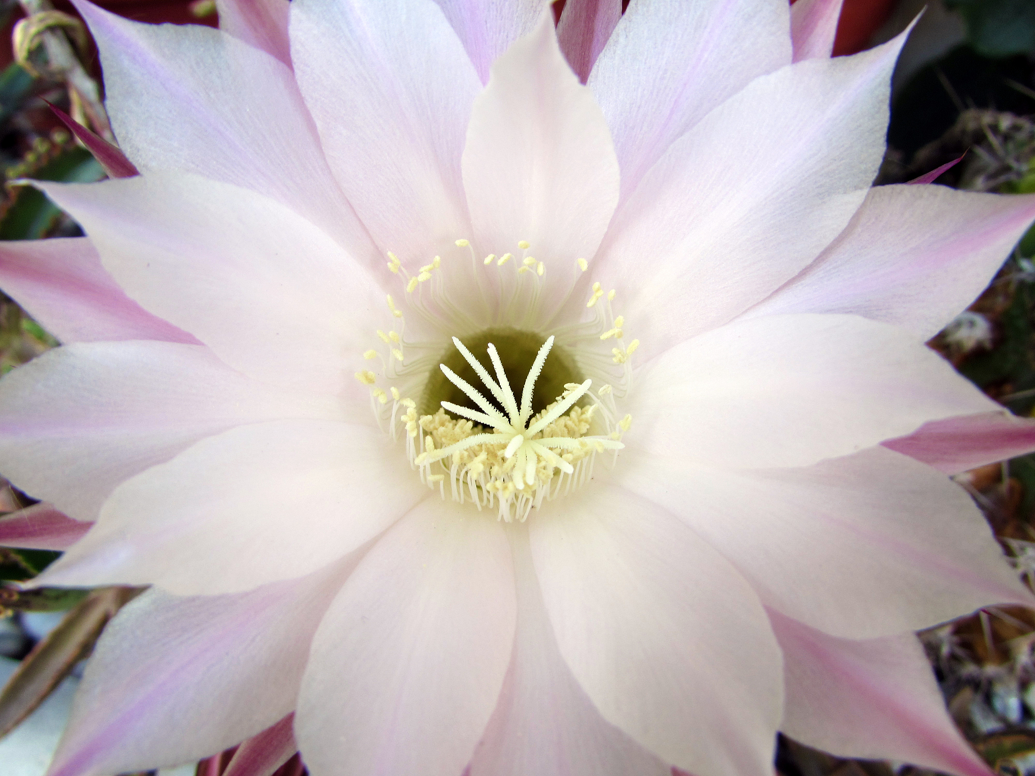 orchid cactus