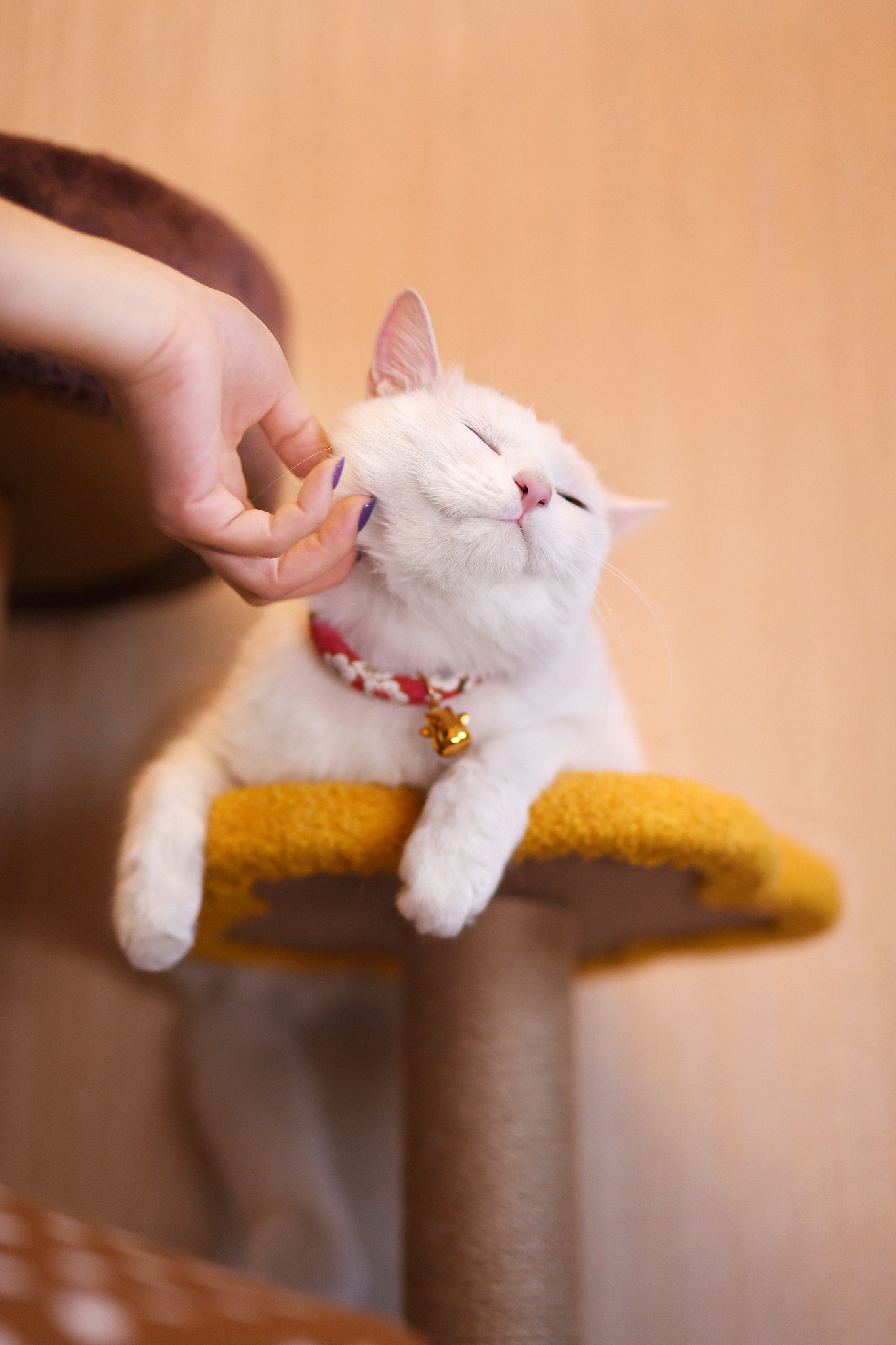 假如猫咪会说话猫咪自言自语发抖音文案